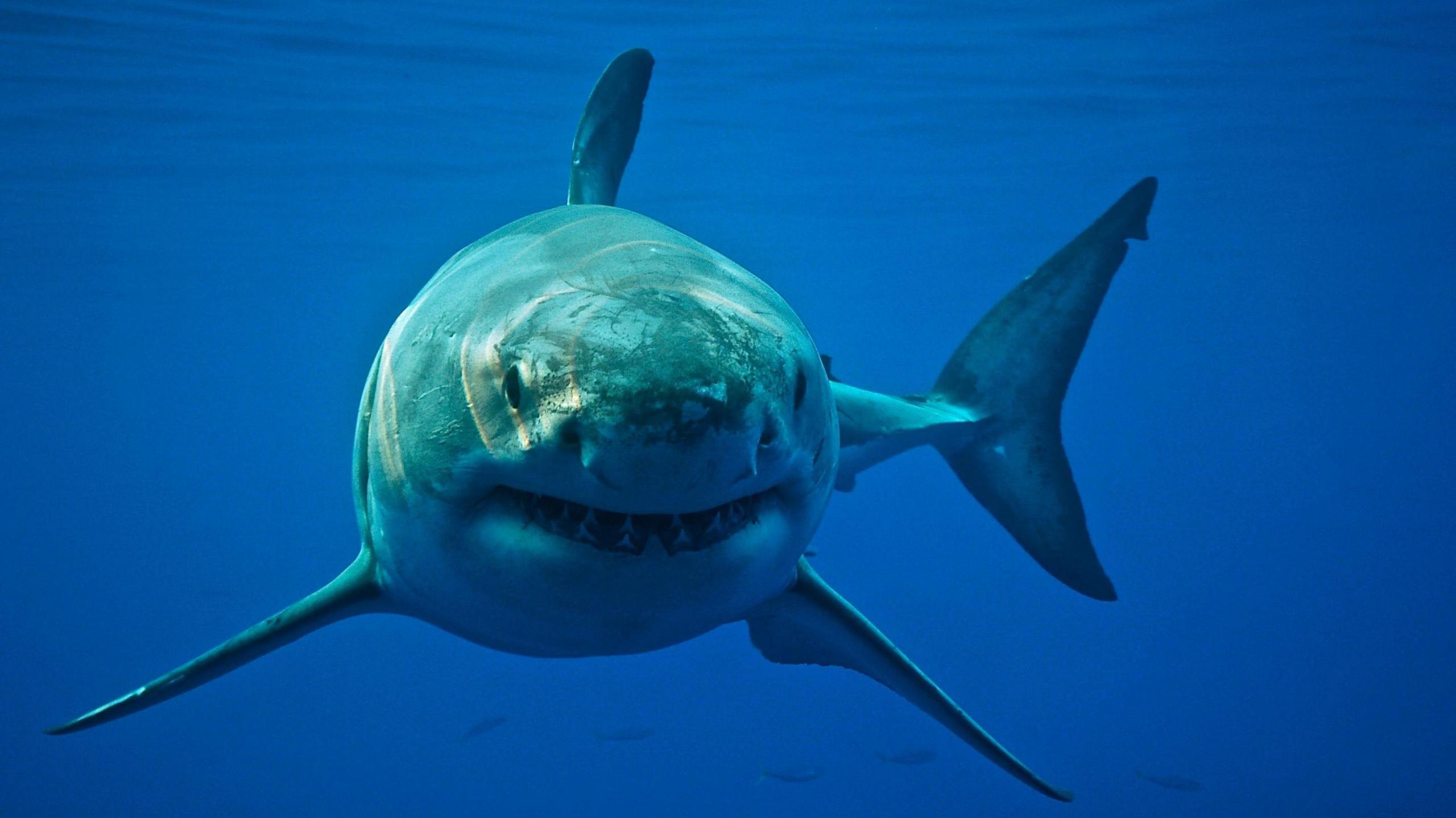 great white shark in the water. 