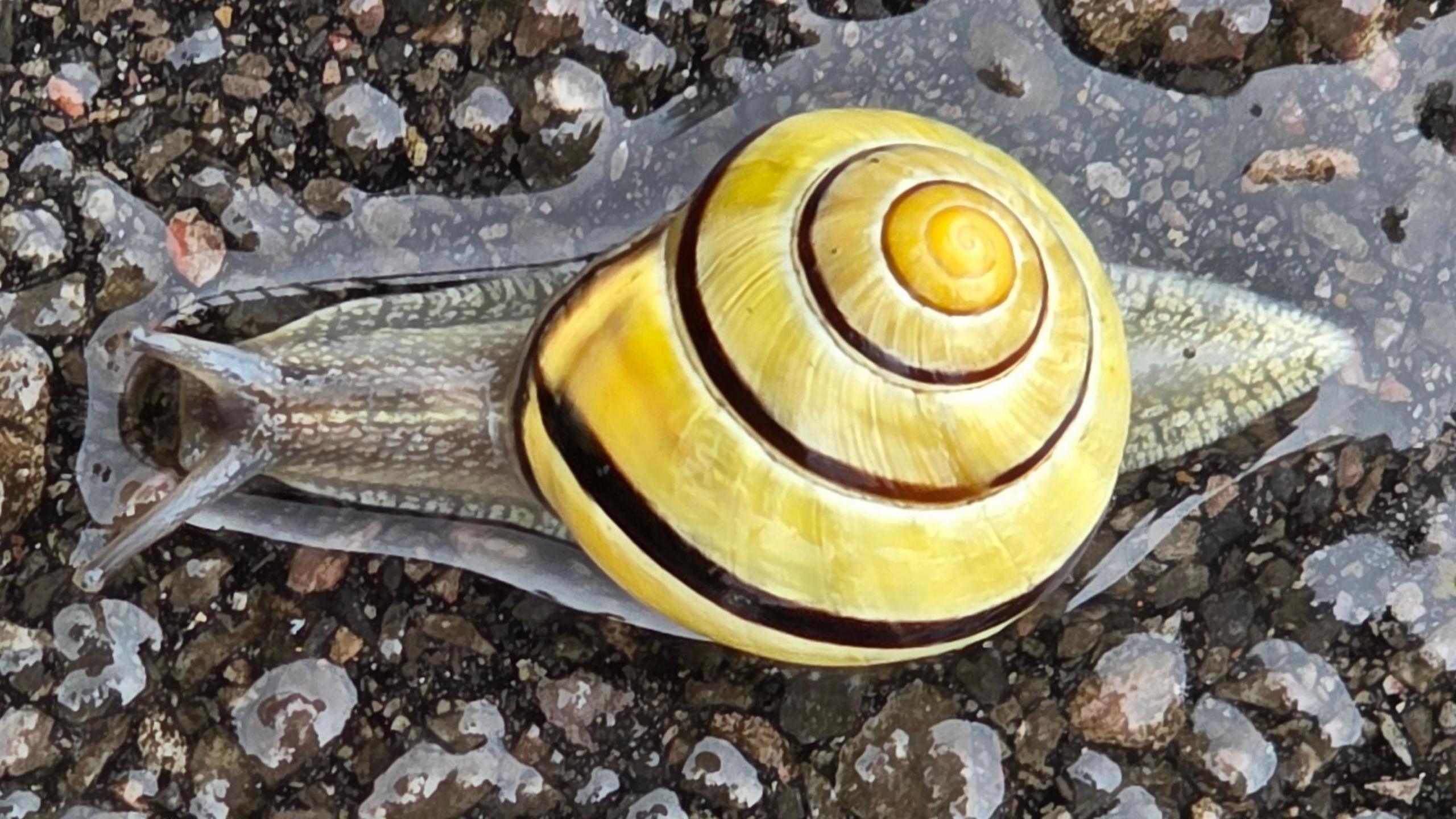 A close-up of a snail on a wet pathway. It has a yellow shell with a brown Fibonacci curve on its back. The brown lip of its shell where it meets its grey body gives it its species name.