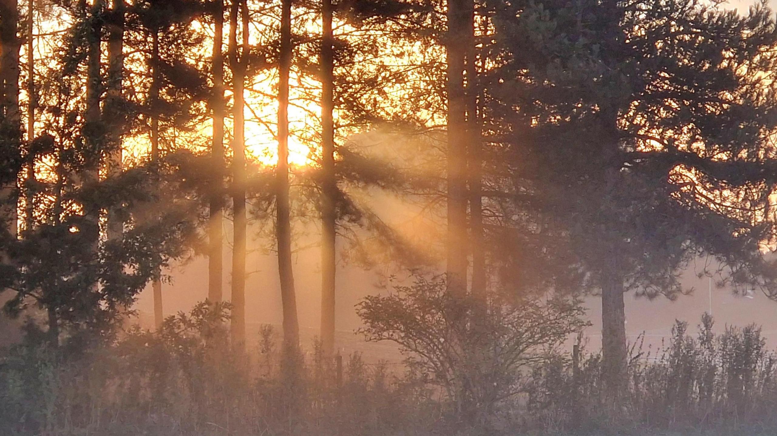 Trees and bushes with mist hanging in the air. A bright Sun behind shining through with shafts of light coming through the trees