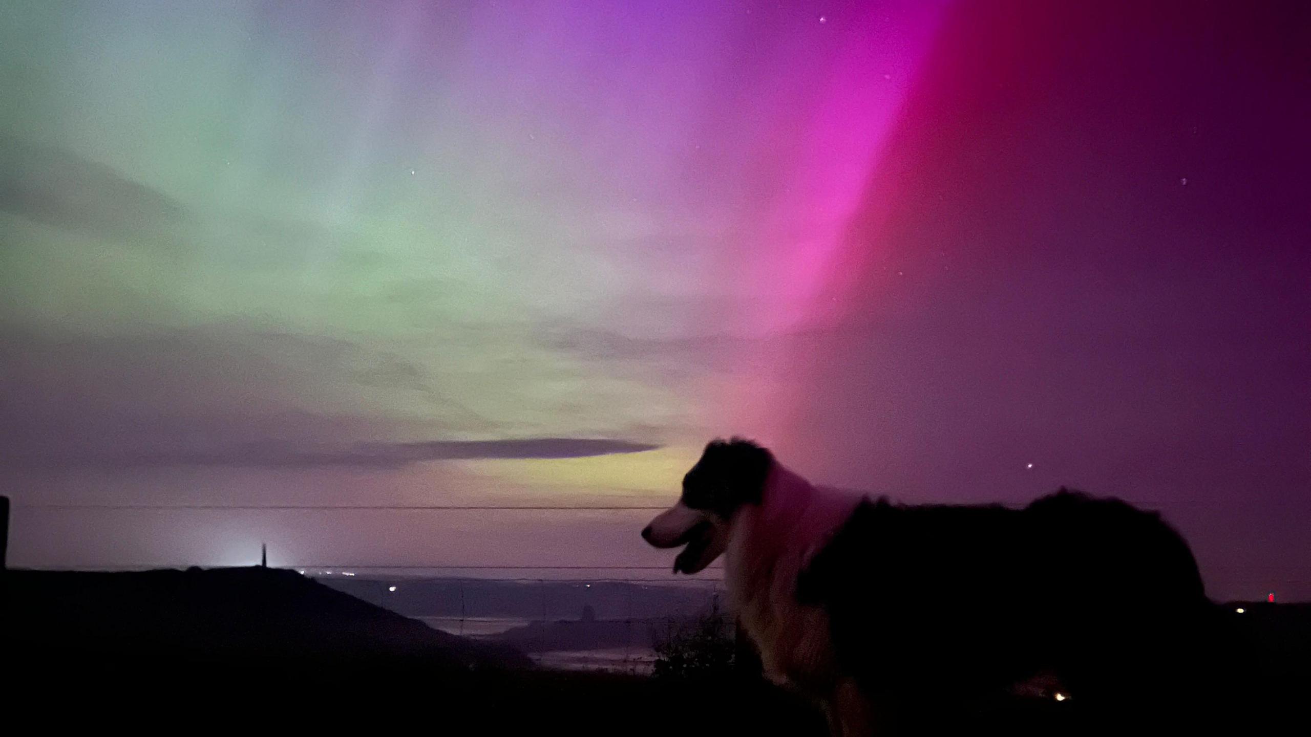 Borage the dog in front of the northern lights