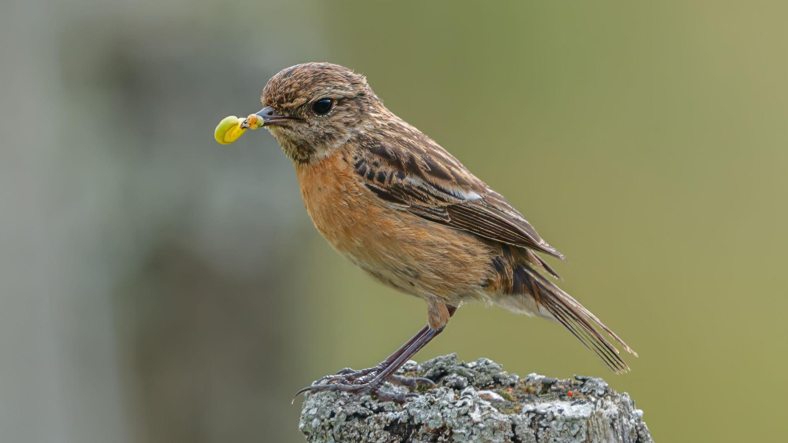 A brown and white bird with a reddish breast stands on a post. The bird has a green caterpillar hanging out of its mouth