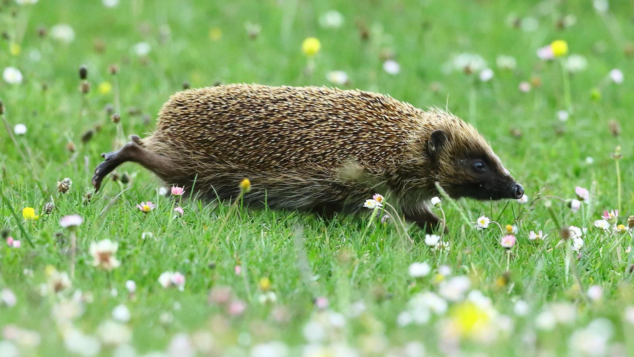 Hedgehog running across garden lawn.