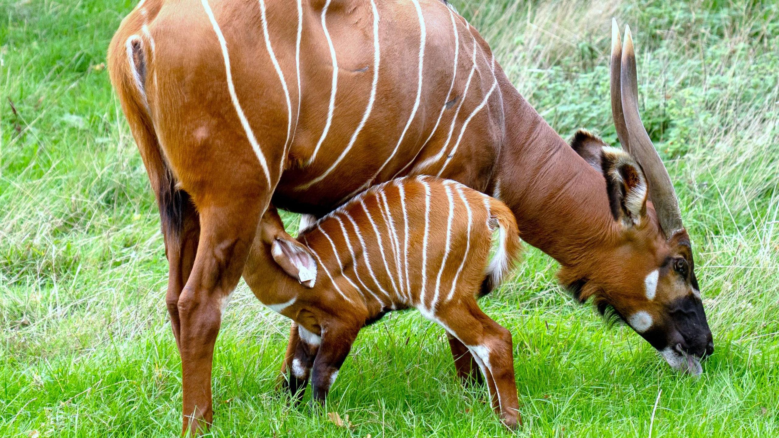A side view of the mother bongo standing and feeding on grass while her calf feeds from her udder. They face in opposite directions and the calf's neck is bent upwards to feed. The mother has horns.