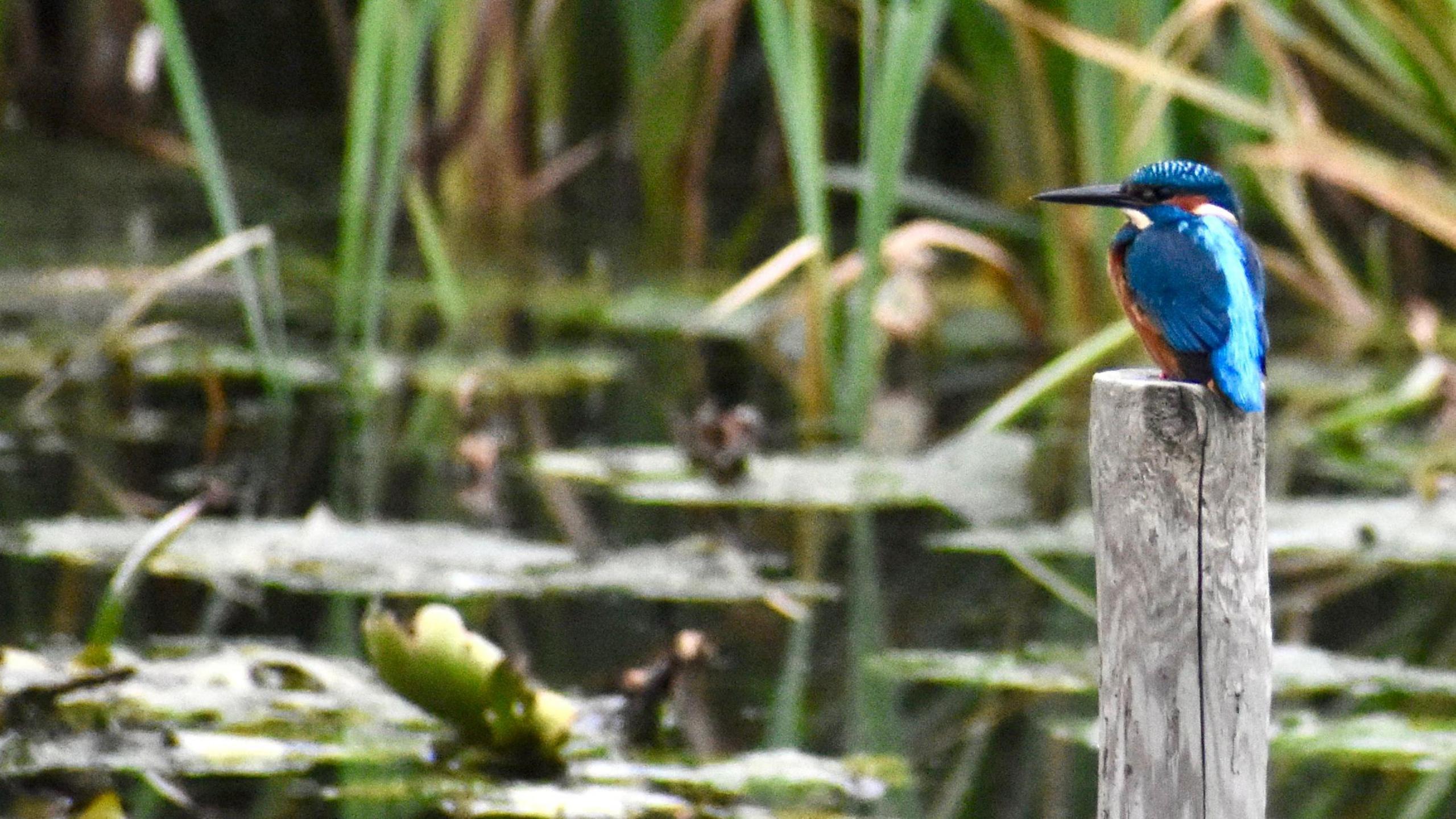 A photograph of a bright blue kingfisher perches on top of a wooden post. It's dark blue with a light blue streak running down it's body and an orange belly. Beneath the post, lily pads float on top of a river next to reeds sticking out. 