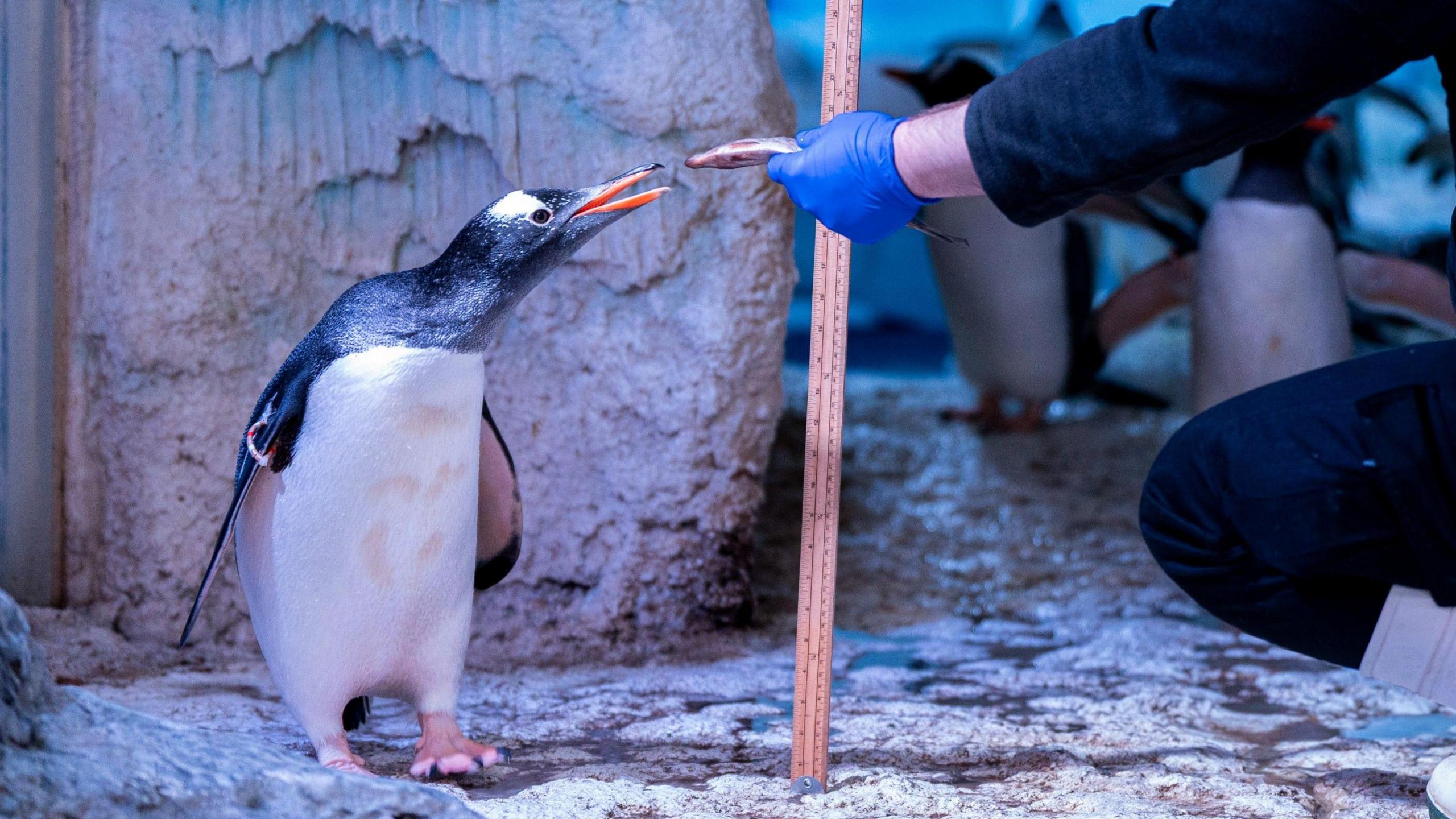 A black and white penguin being fed fish while being measured next to a long ruler.