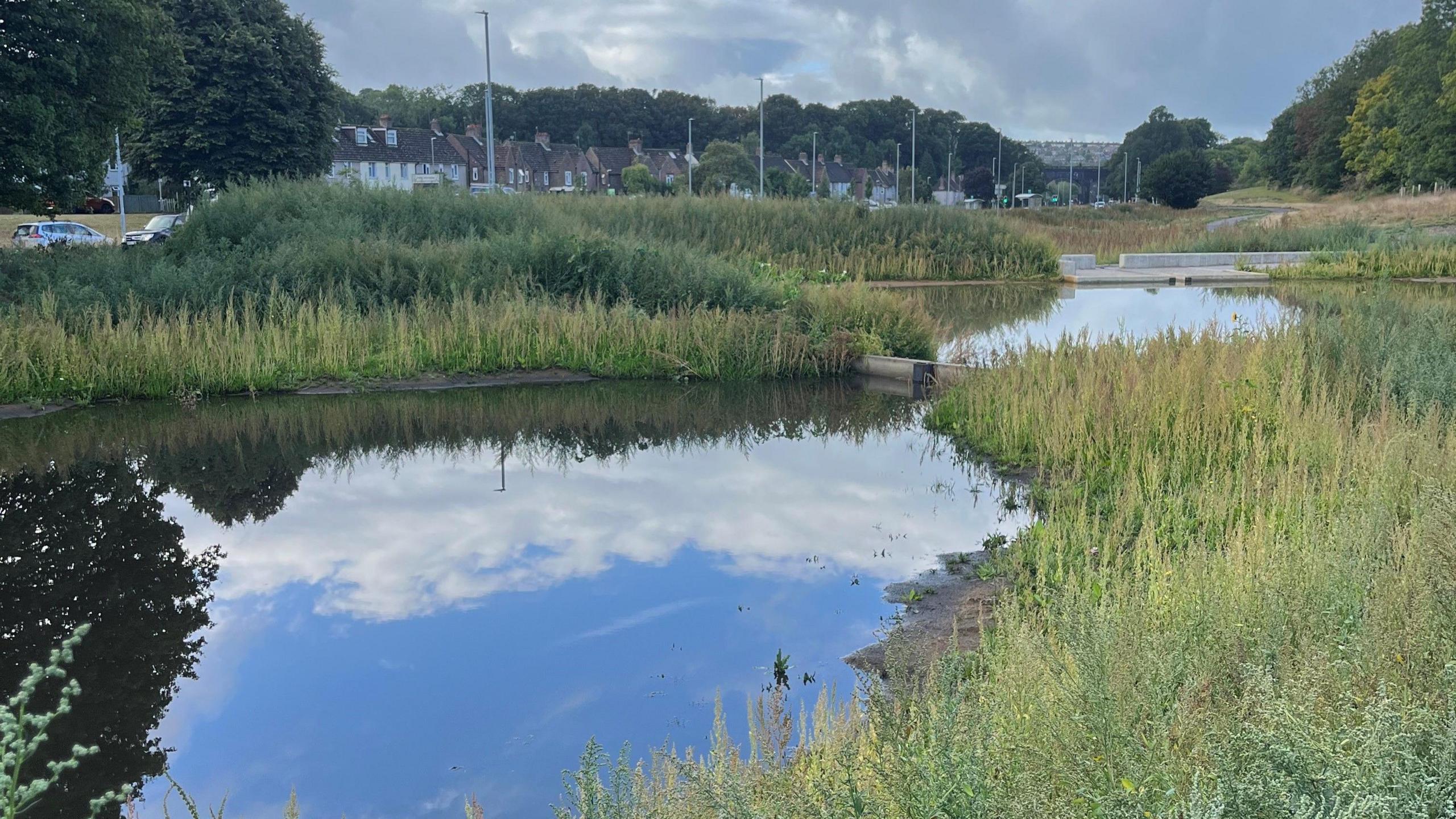 A shot of a wetland lake and plants around it in Brighton with houses in the background