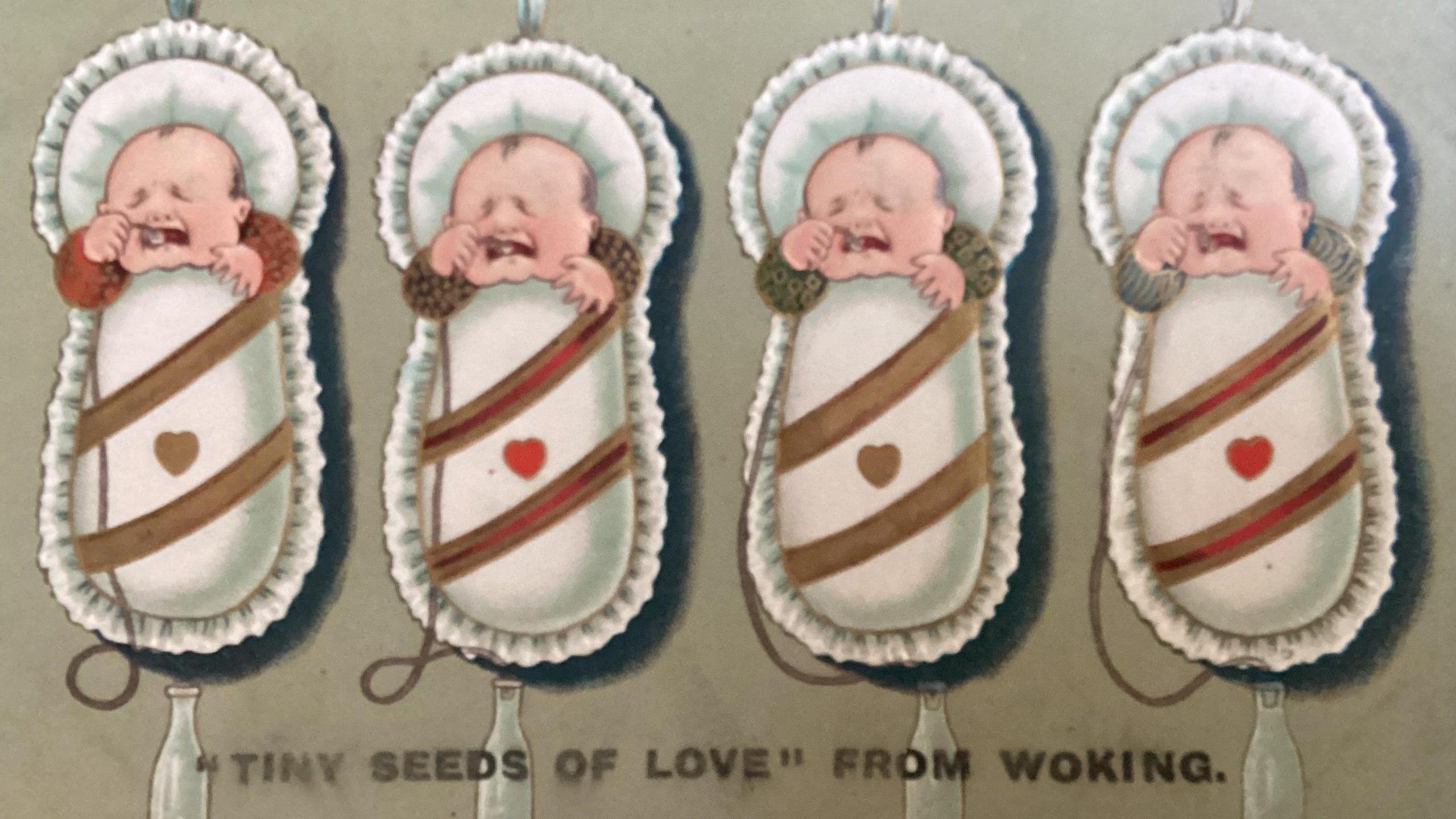 A postcard depicting four babies, each one in its own cot, with "tiny seeds of love" written across the bottom of the card