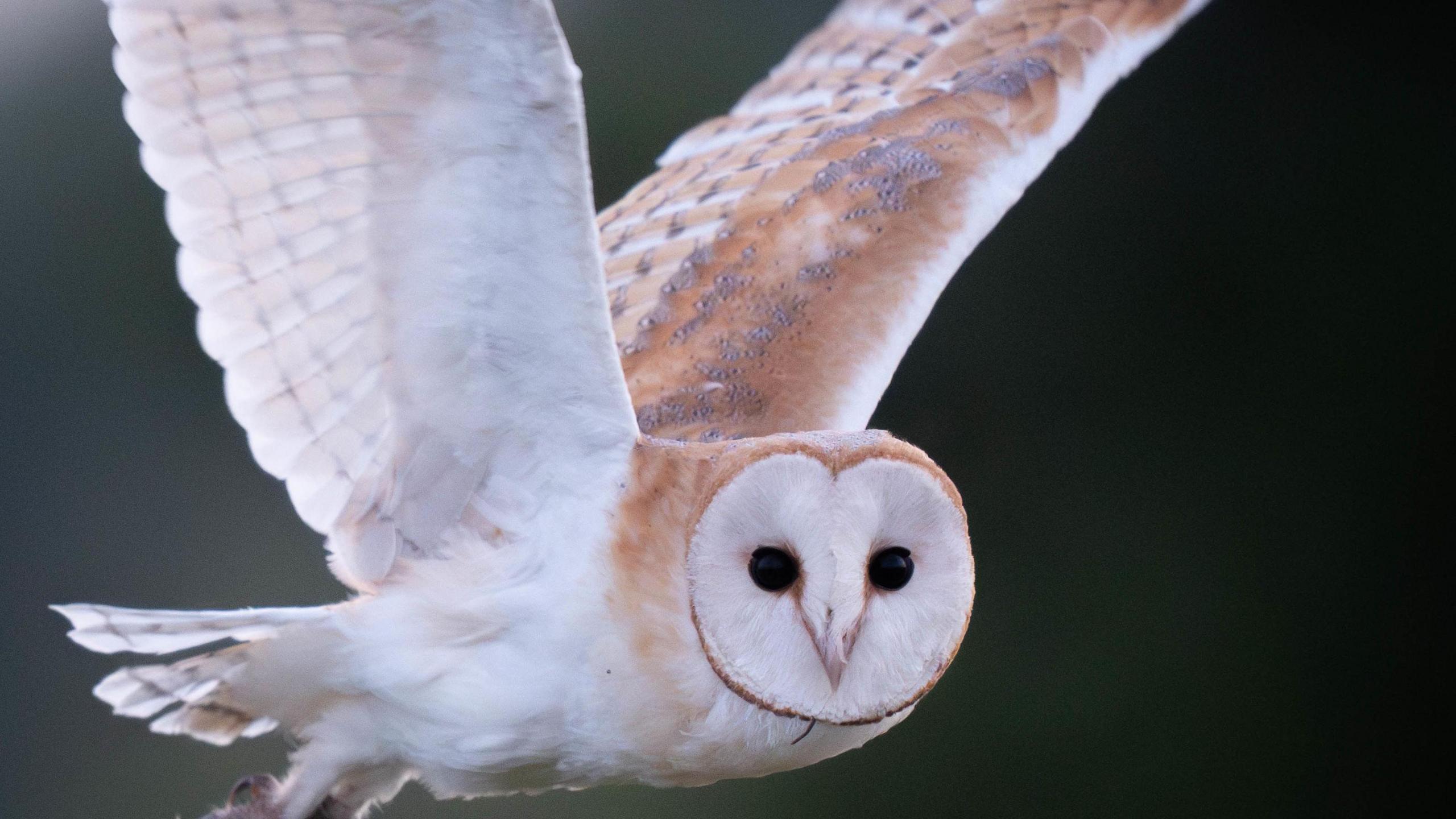 Barn owl flying through the sky displaying its wings