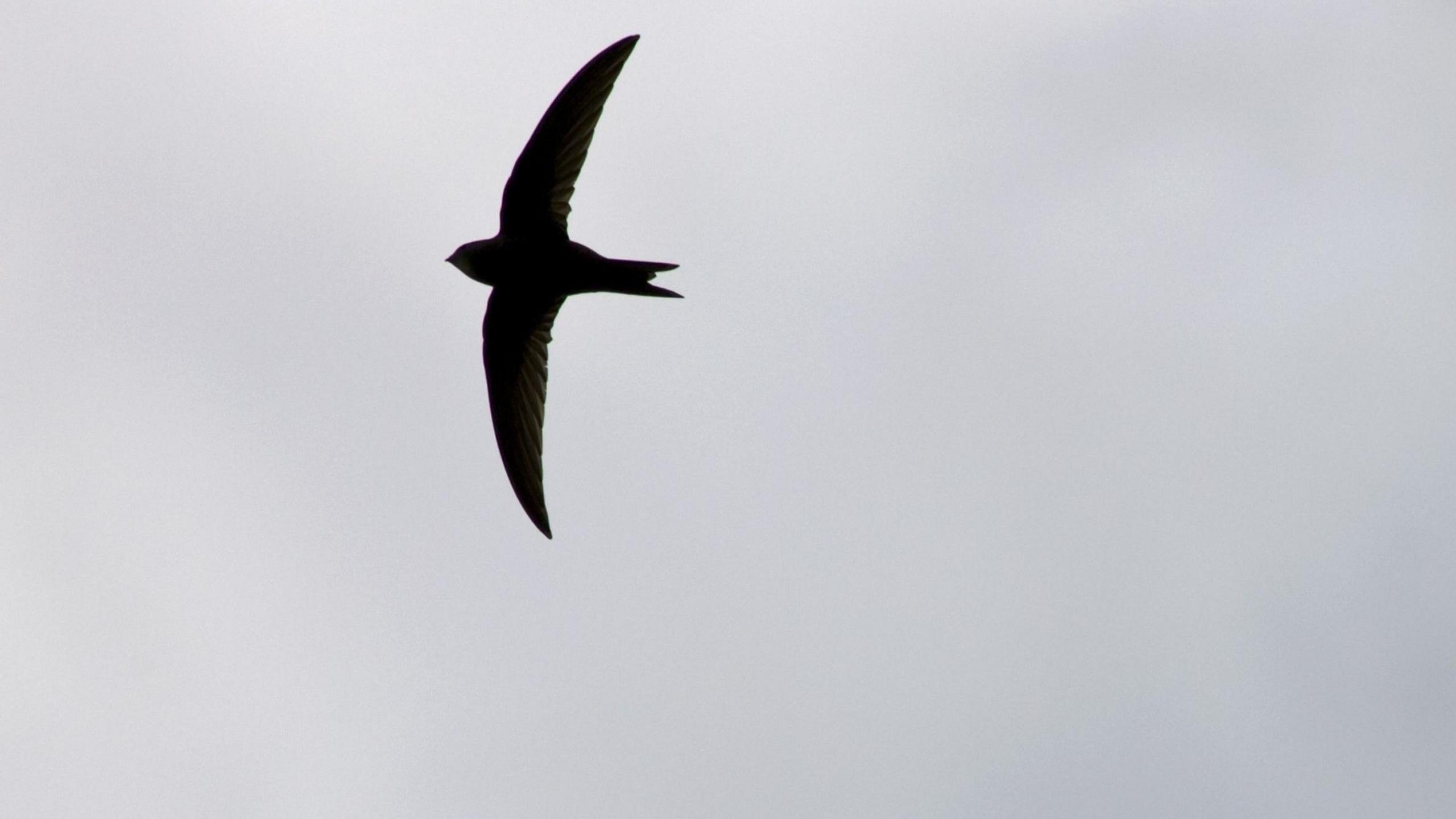 A swift in flight against a grey sky