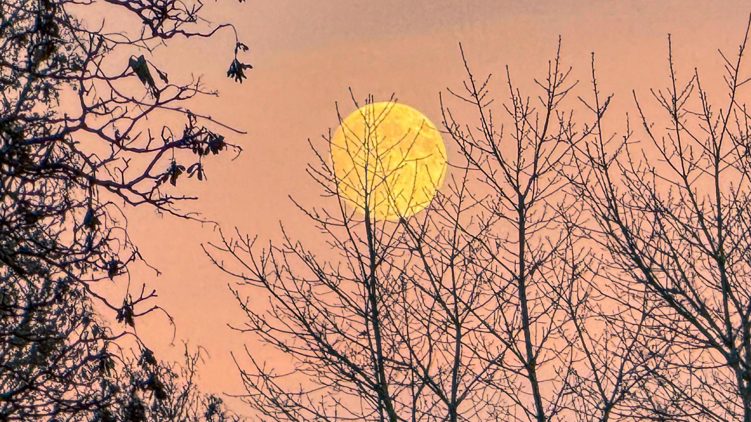 An orange supermoon pictured against a peach-coloured sky behind tree branches in the foreground.