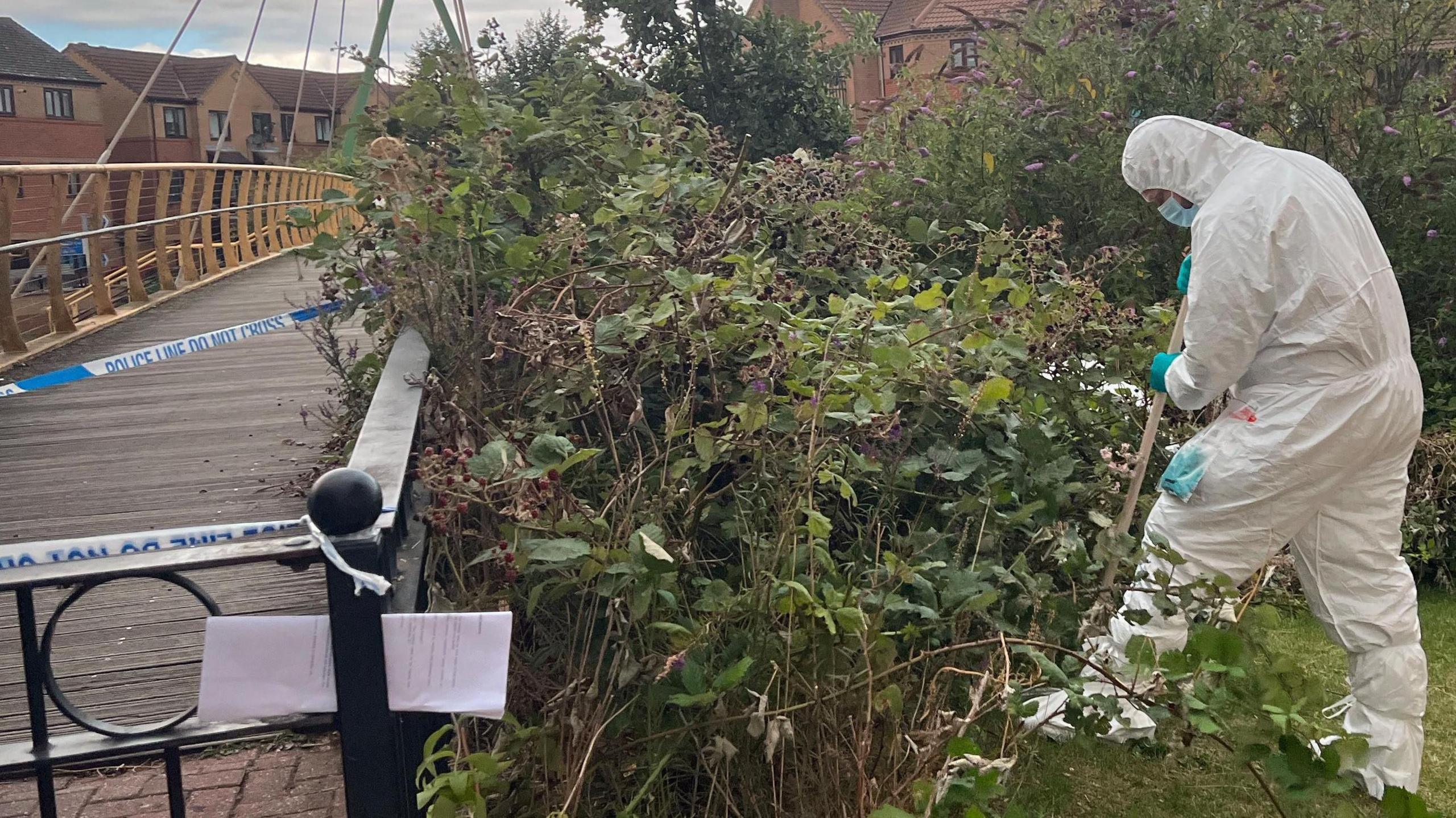 A person who is wearing a white protective suit, gloves and mask collecting samples near bushes. A nearby bridge is blocked with blue and white police tape.