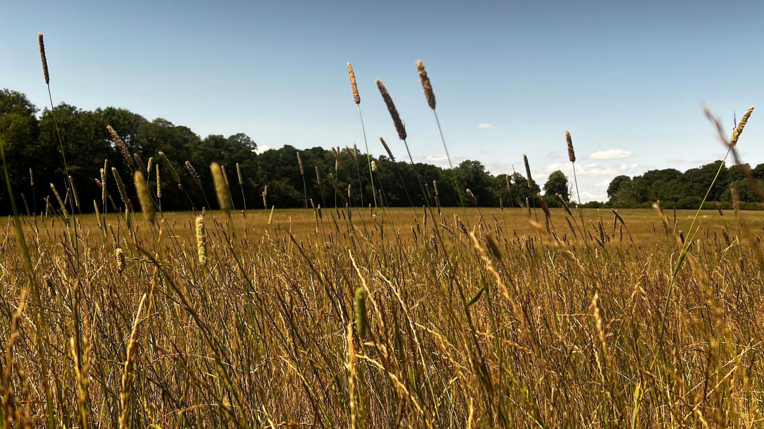 Close up of long yellow grass strands, with trees and a blue sky in the background.