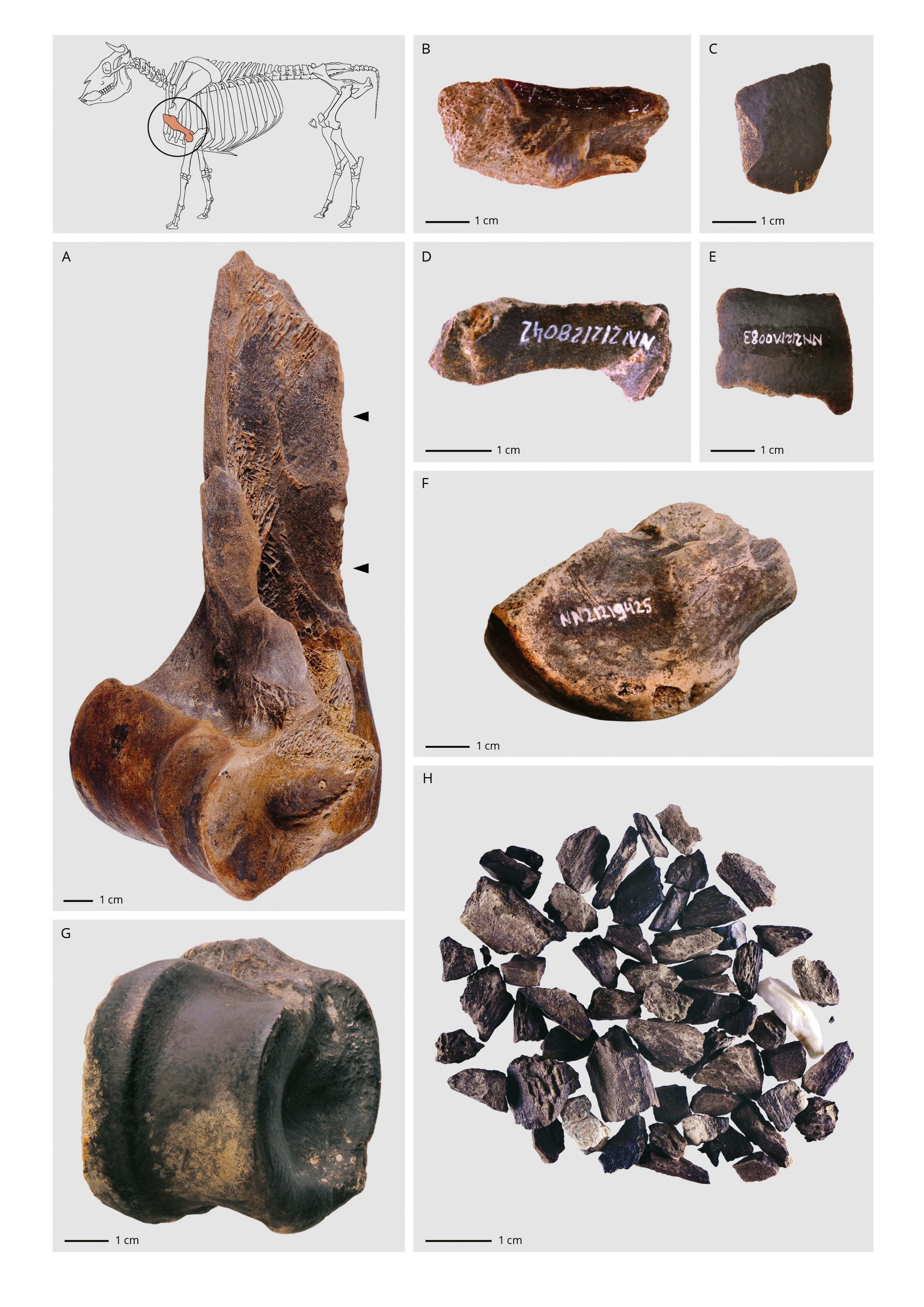 Examples of what was found at the site ranging from complete bones to bone fragments.