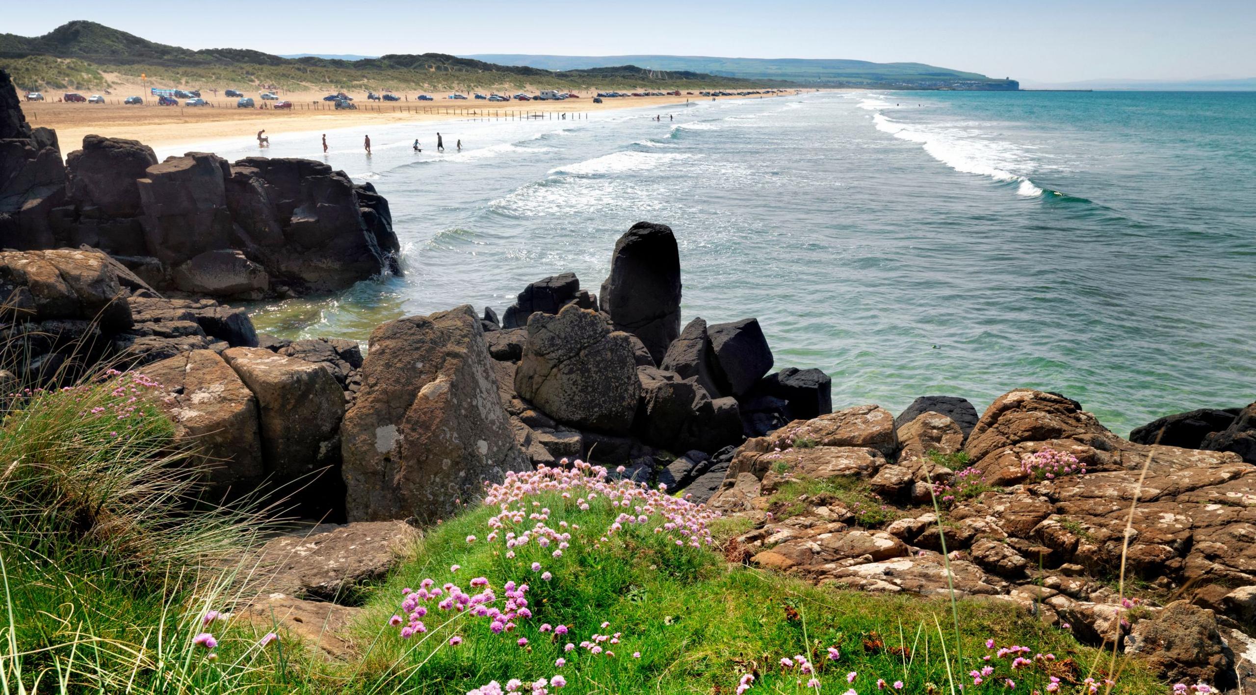 Sea Pinks growing on a cliff at Portstewart Strand, Londonderry, Northern Ireland. The water is blue and the sand dunes are visible in the distance
