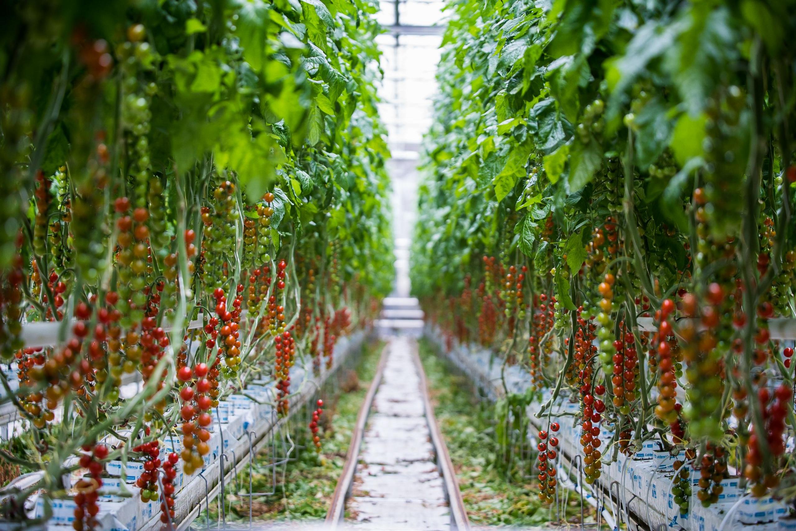 Two long rows of tomato vines with mini tomatoes growing on them which go off into the distance within an enormous glasshouse