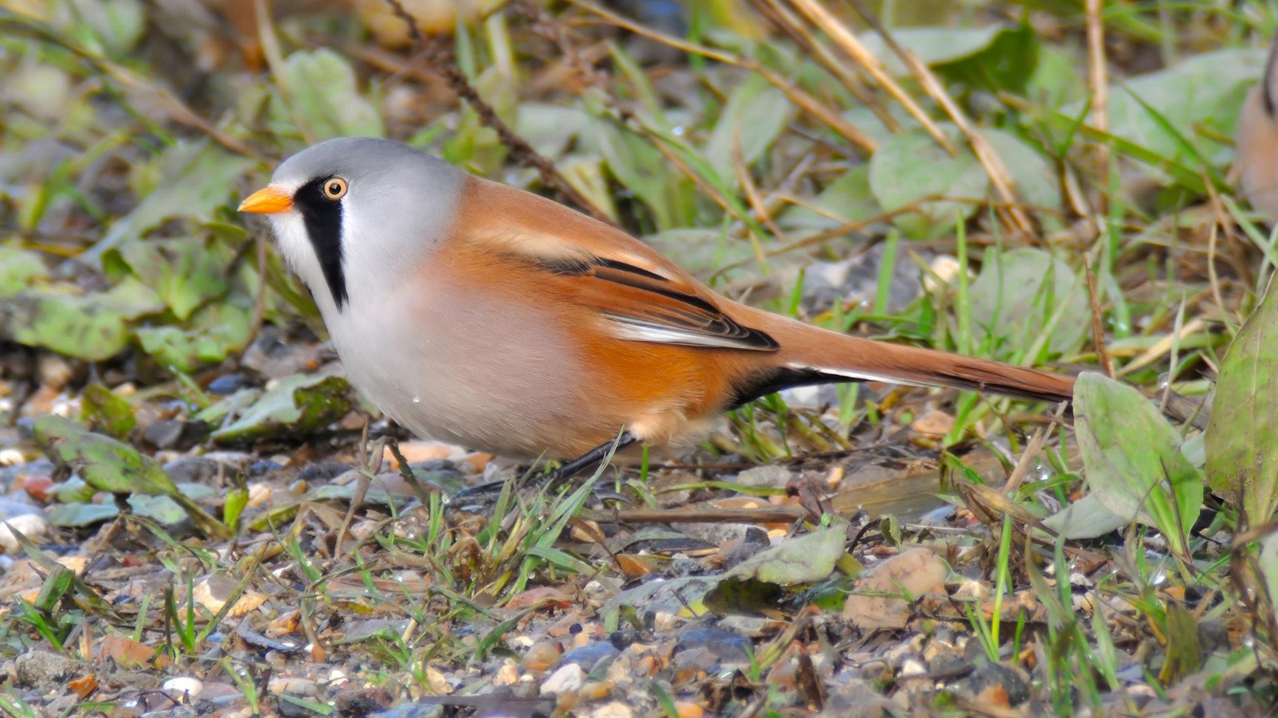 A bearded tit is pictured on the ground at the Minsmere RSPN reserve in Suffolk, The bird has white and orange plumage with a long tail and small yellow beak. It is surrounded by vegetation and stones