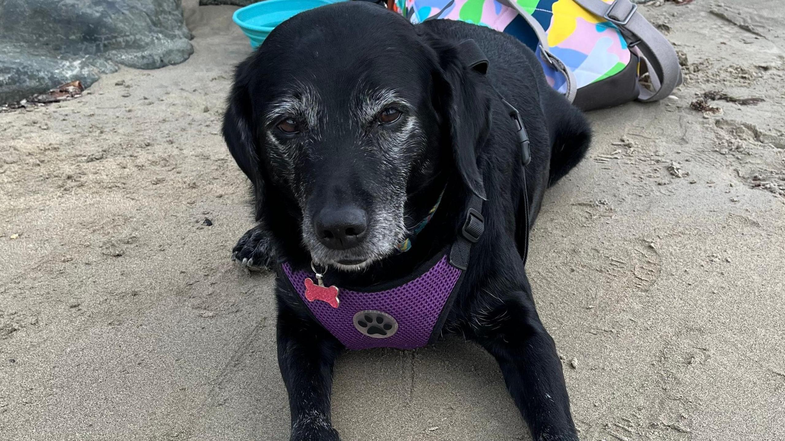 Lola the labrador-spaniel pictured on a sandy beach wearing a harness.