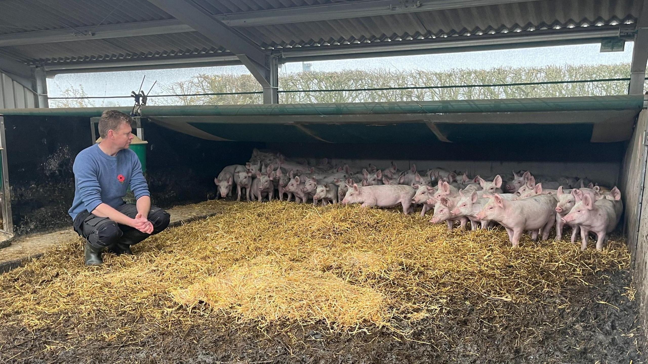 Richard Baugh is pictured with dozens of pigs at his farm. He is kneeled down next to them, wearing a blue jumper and a red poppy. 