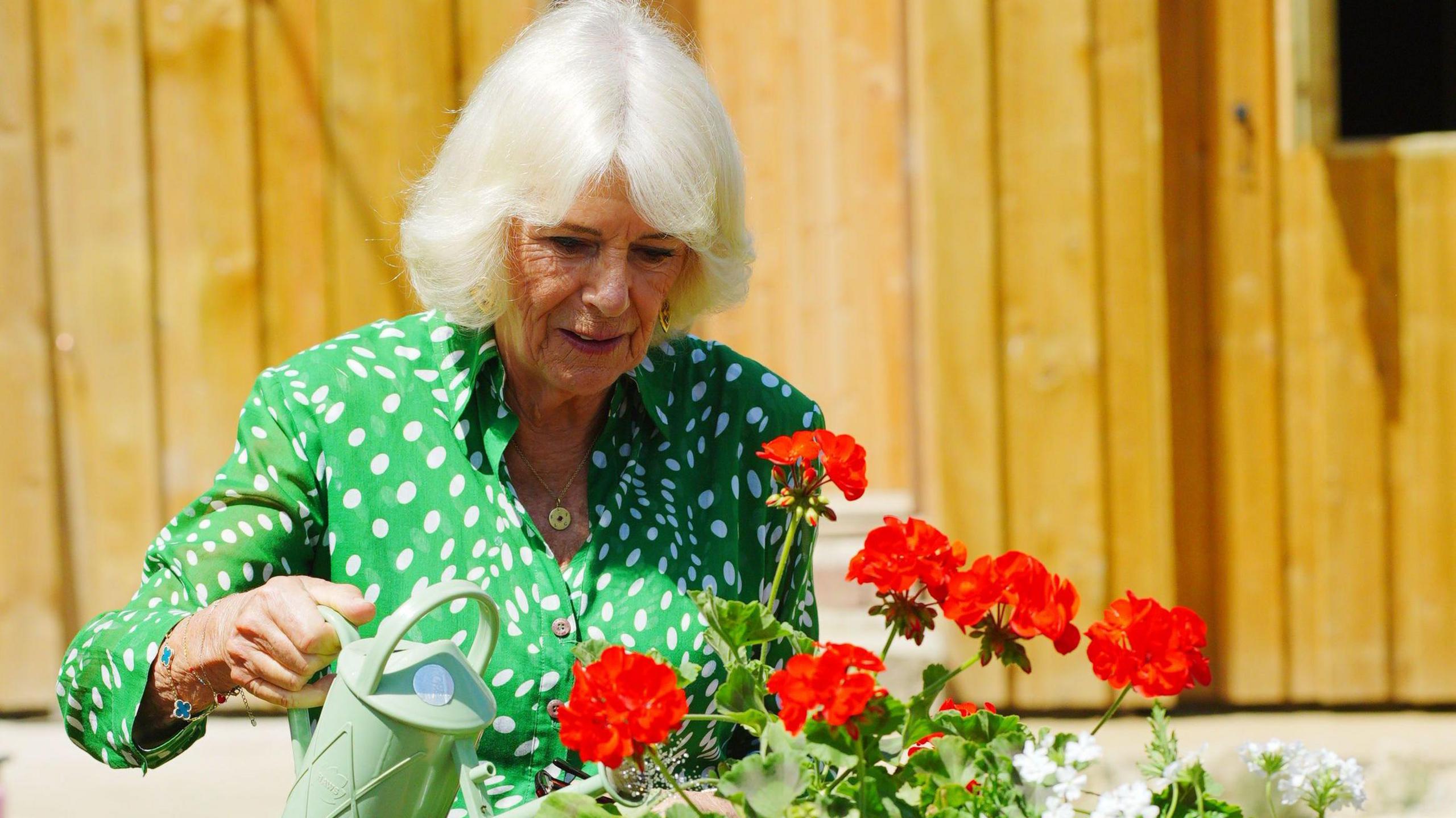 Queen Camilla in a green dress with white polka dots. She is holding a watering can to some red geraniums and on her wrist is a Van Cleef bracelet. 