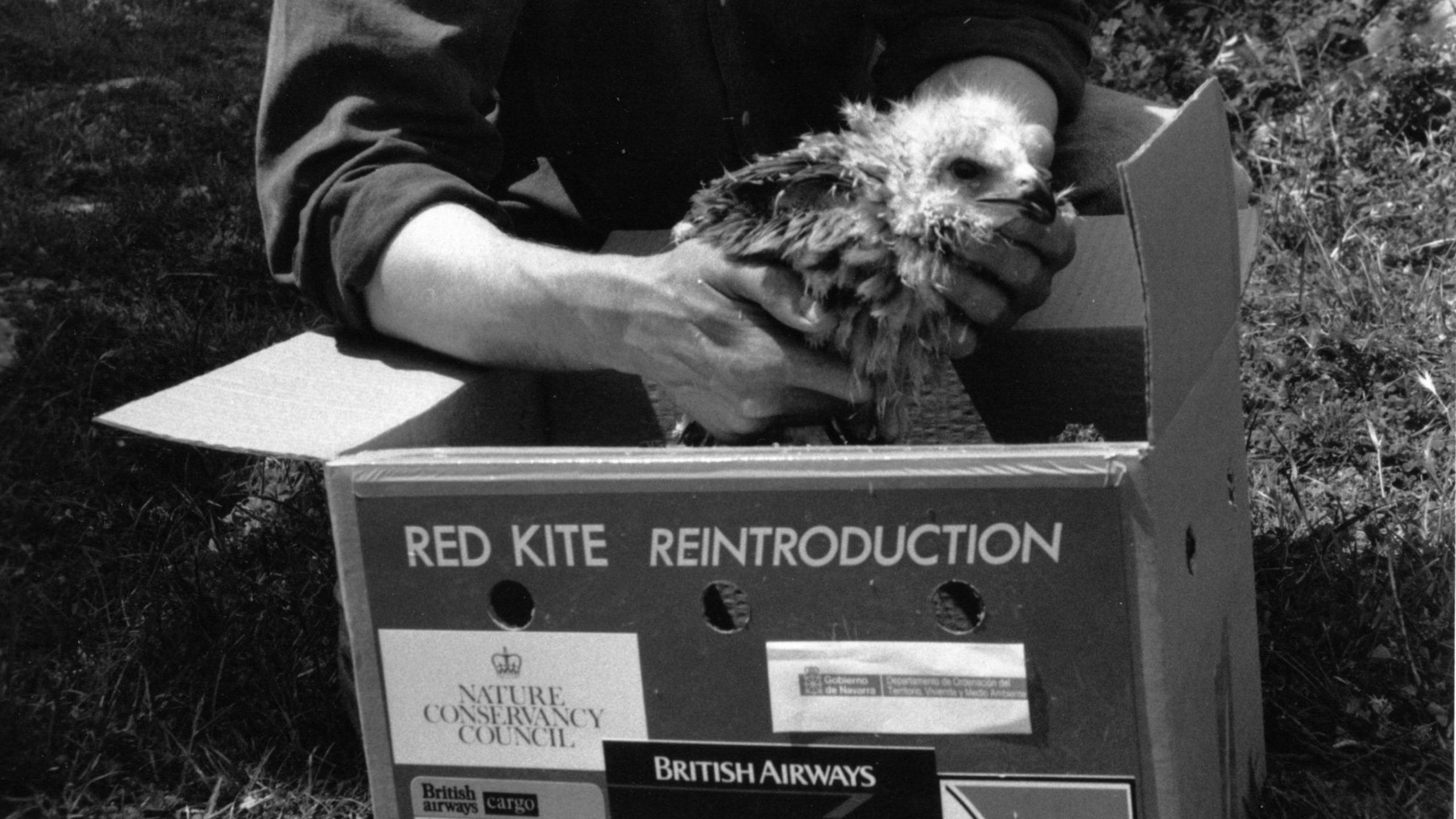 A man holds a red kite chick above a box ready to transport it to the UK from Spain in the early 1990s