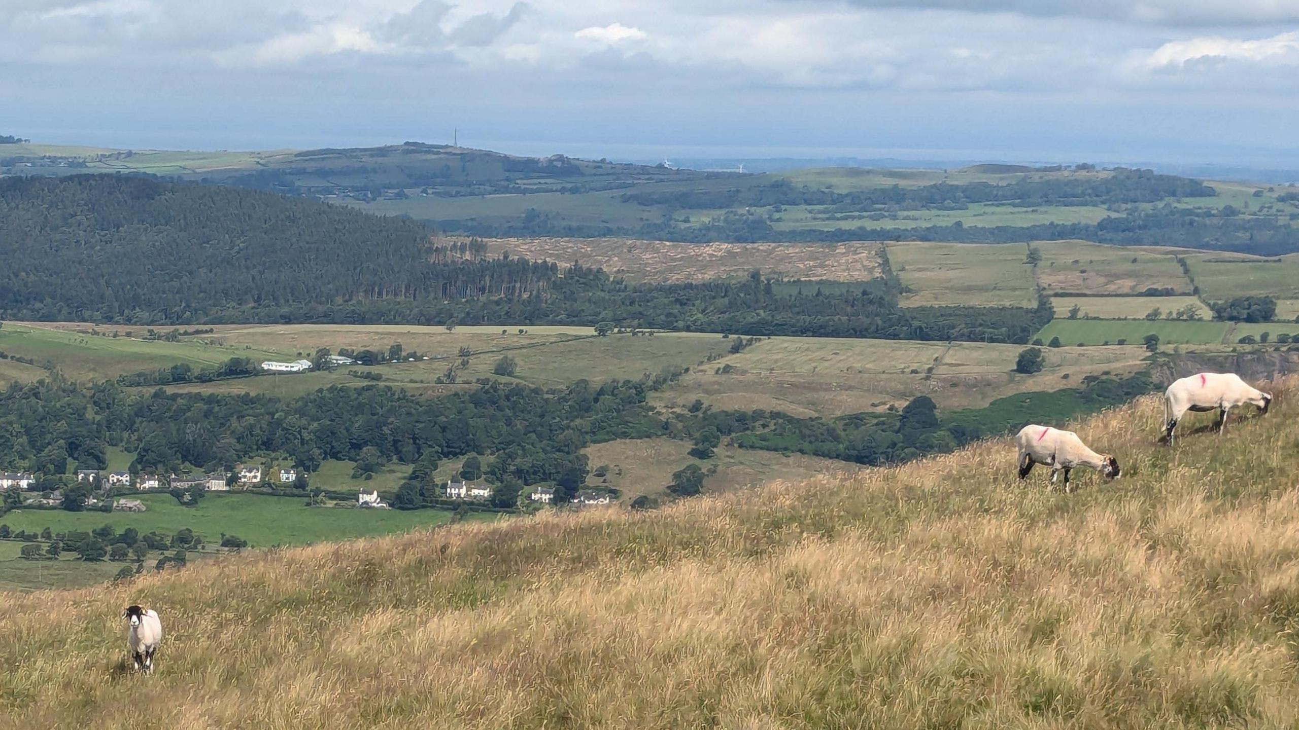A general view of fields and sheep taken from Ling Fell in Cumbria.