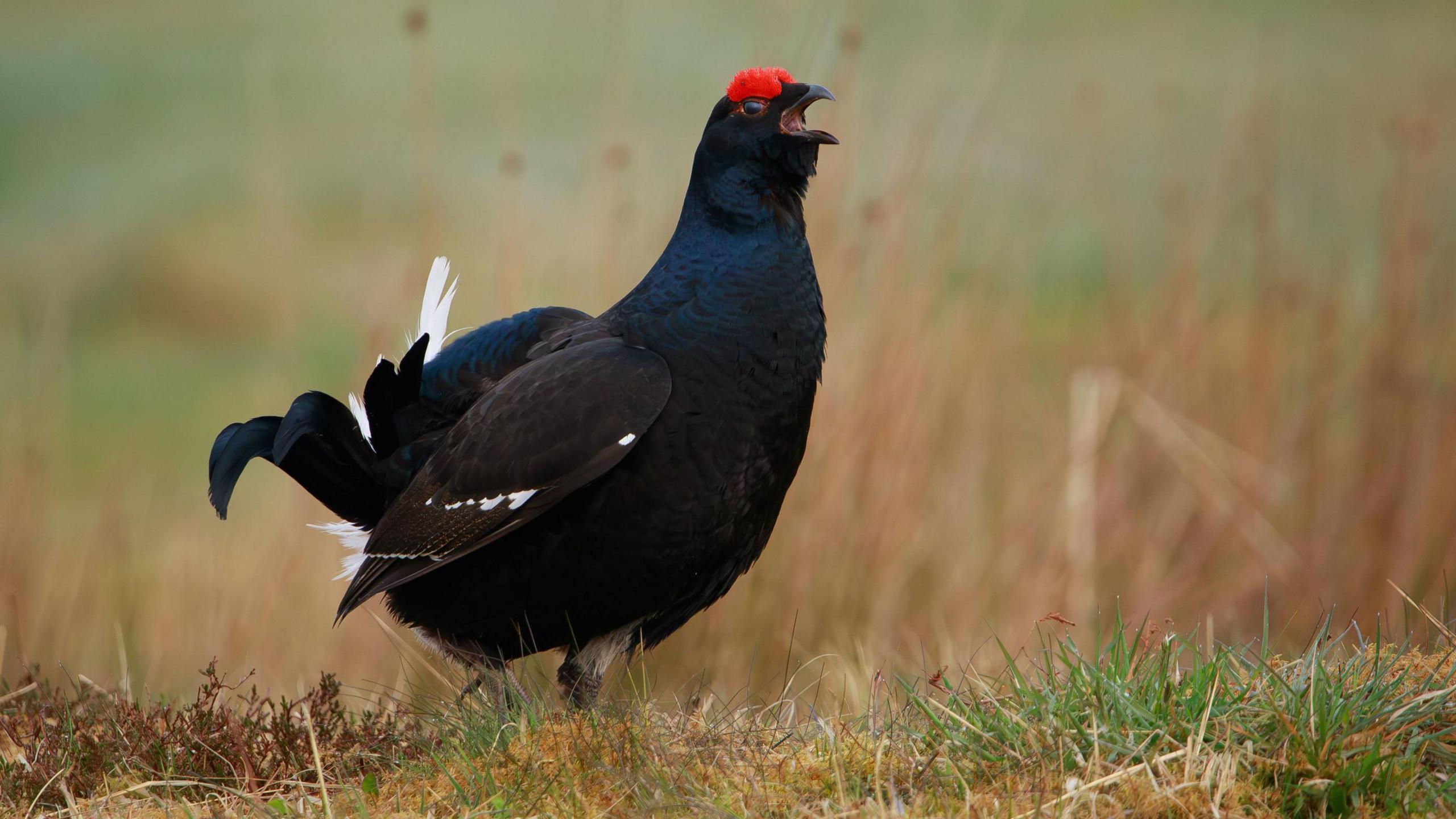 Black grouse in the wild