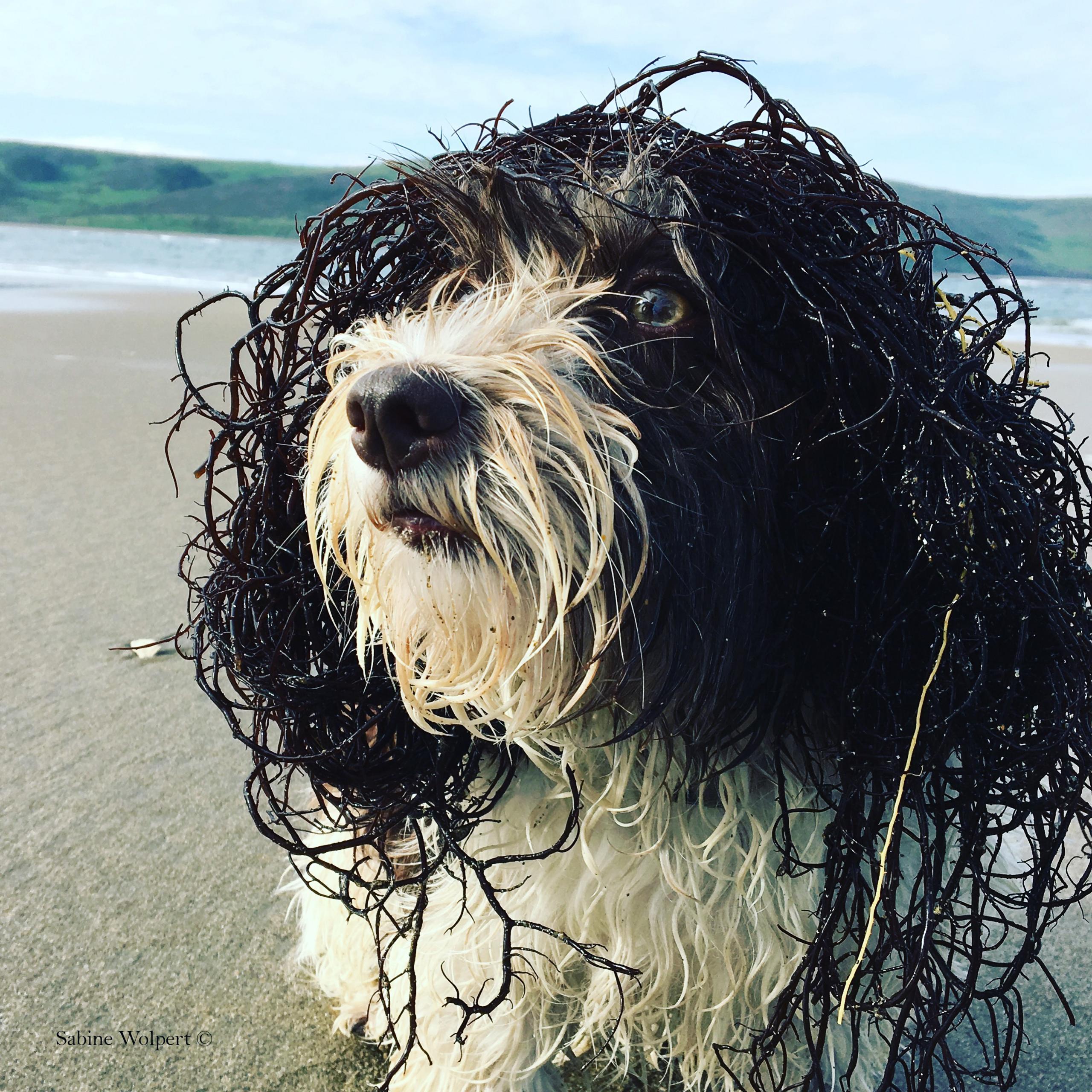 dog_playing_at_the_beech