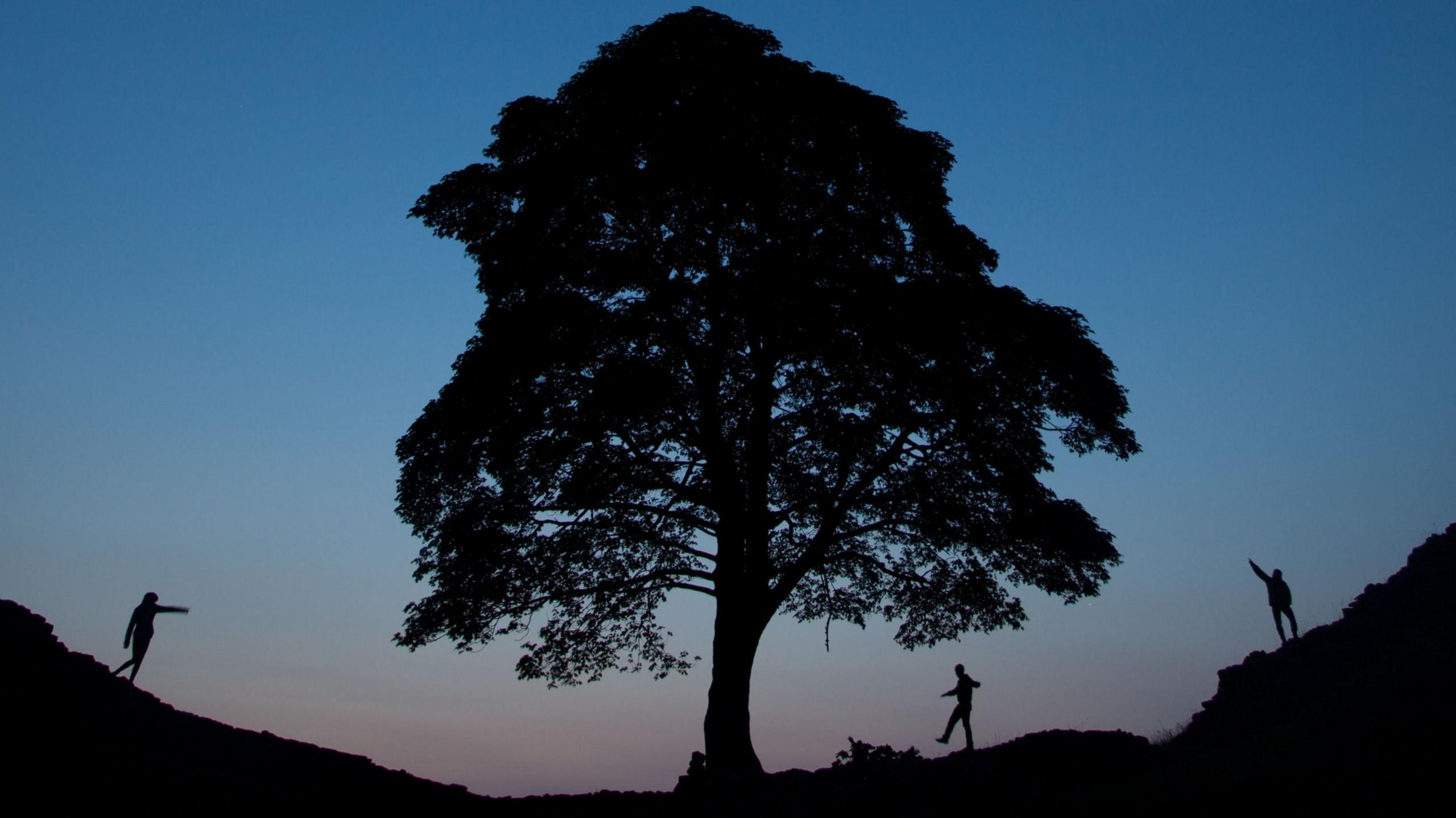 Silhouette of the tree with three people walking around it base
