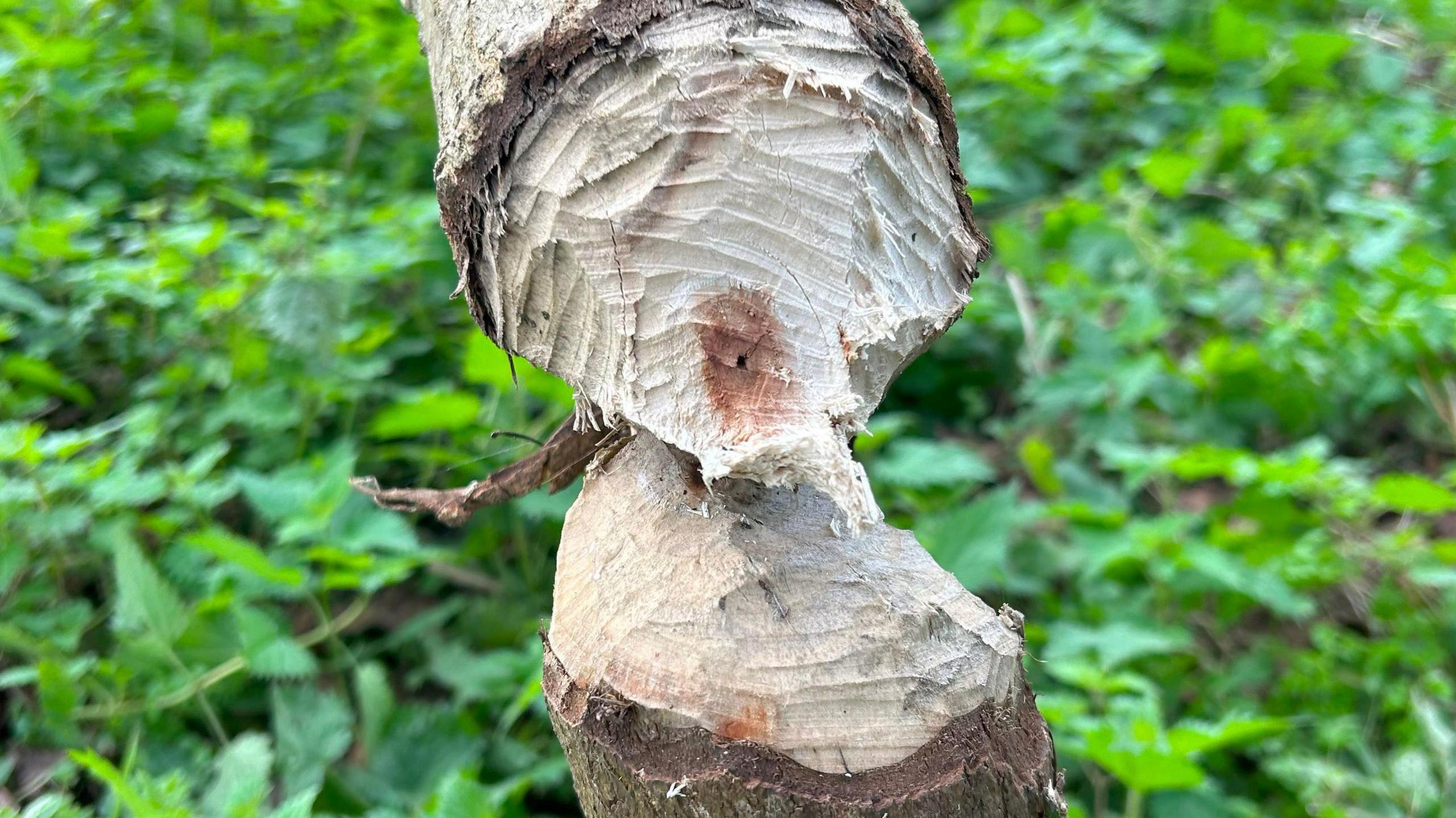 Fallen tree with beaver bite marks