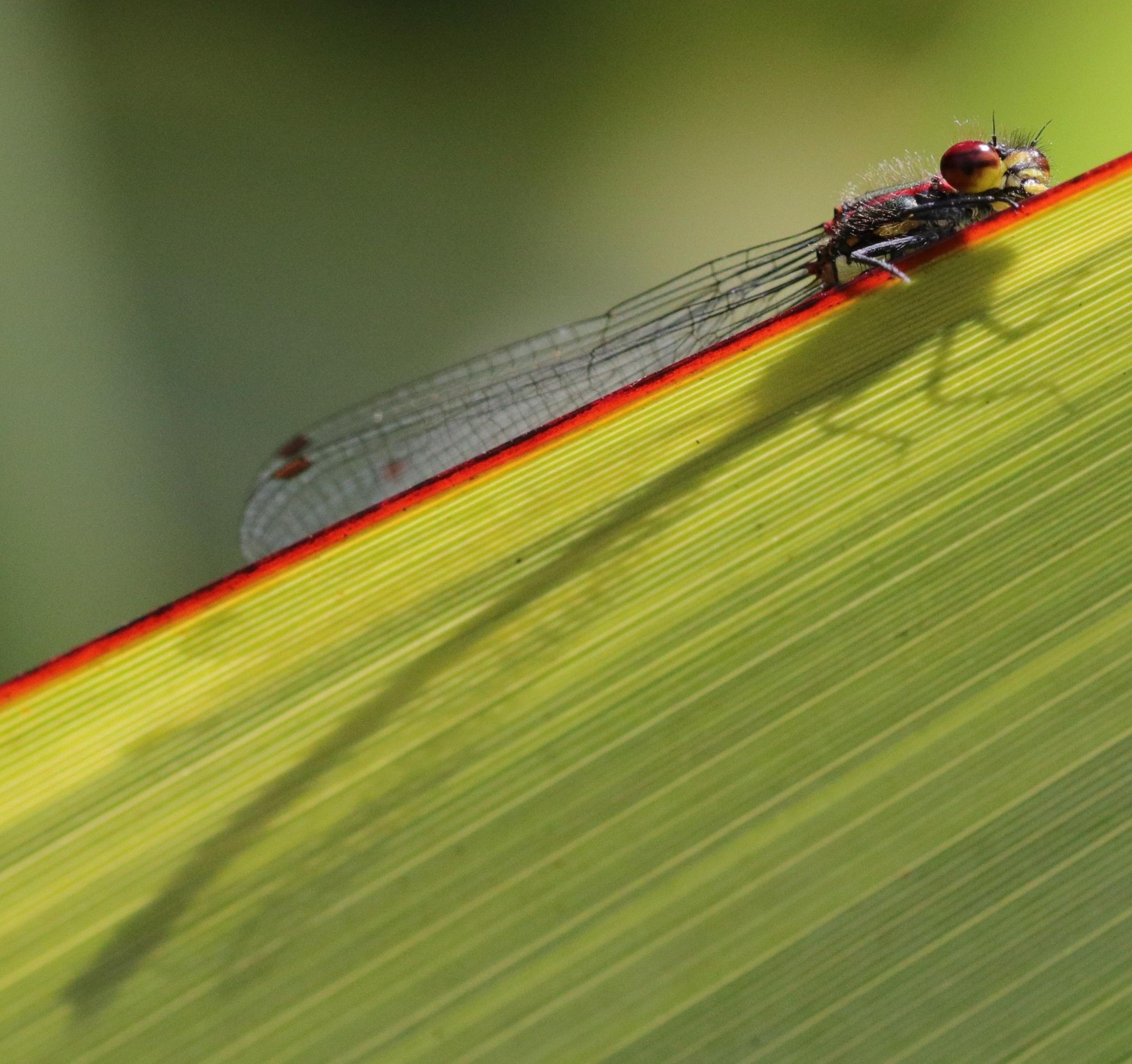 The shadow of a damselfly on a leaf