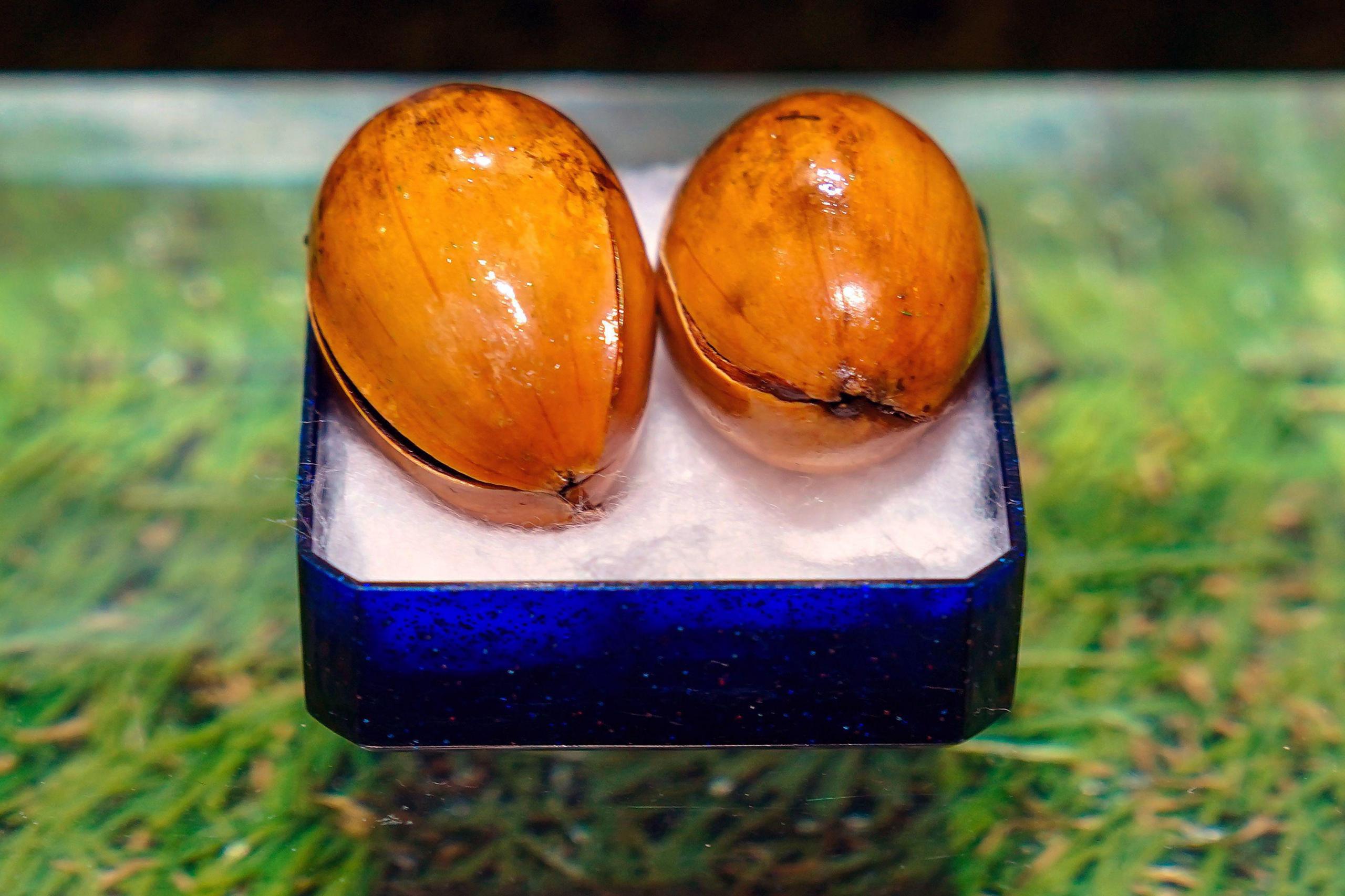 The two acorns that John Lennon and Yoko Ono planted at Coventry Cathederal and were then dug up and stolen, now on display at the Beatles Museum in Liverpool