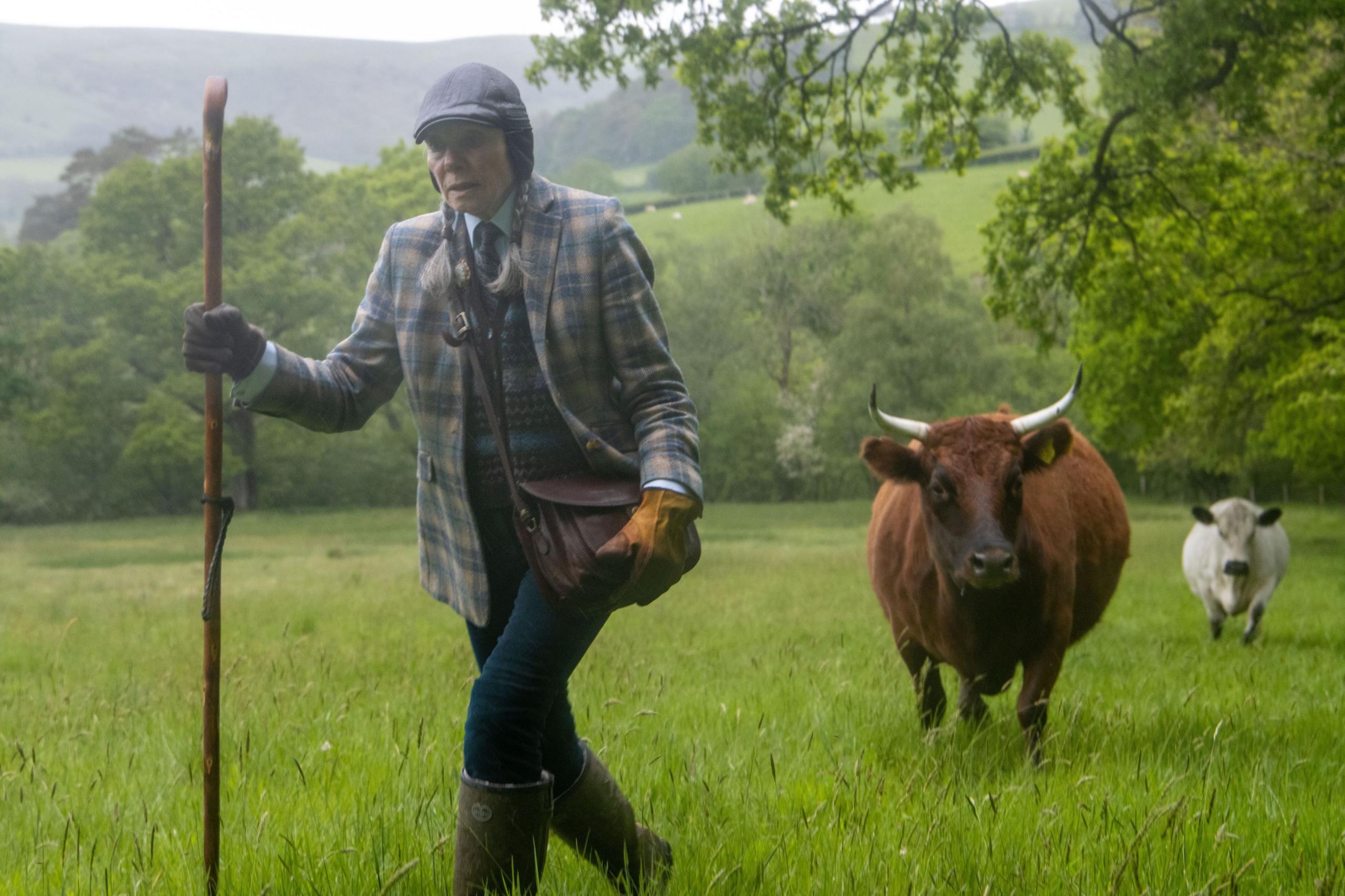 A farmer walks in front of her cattle