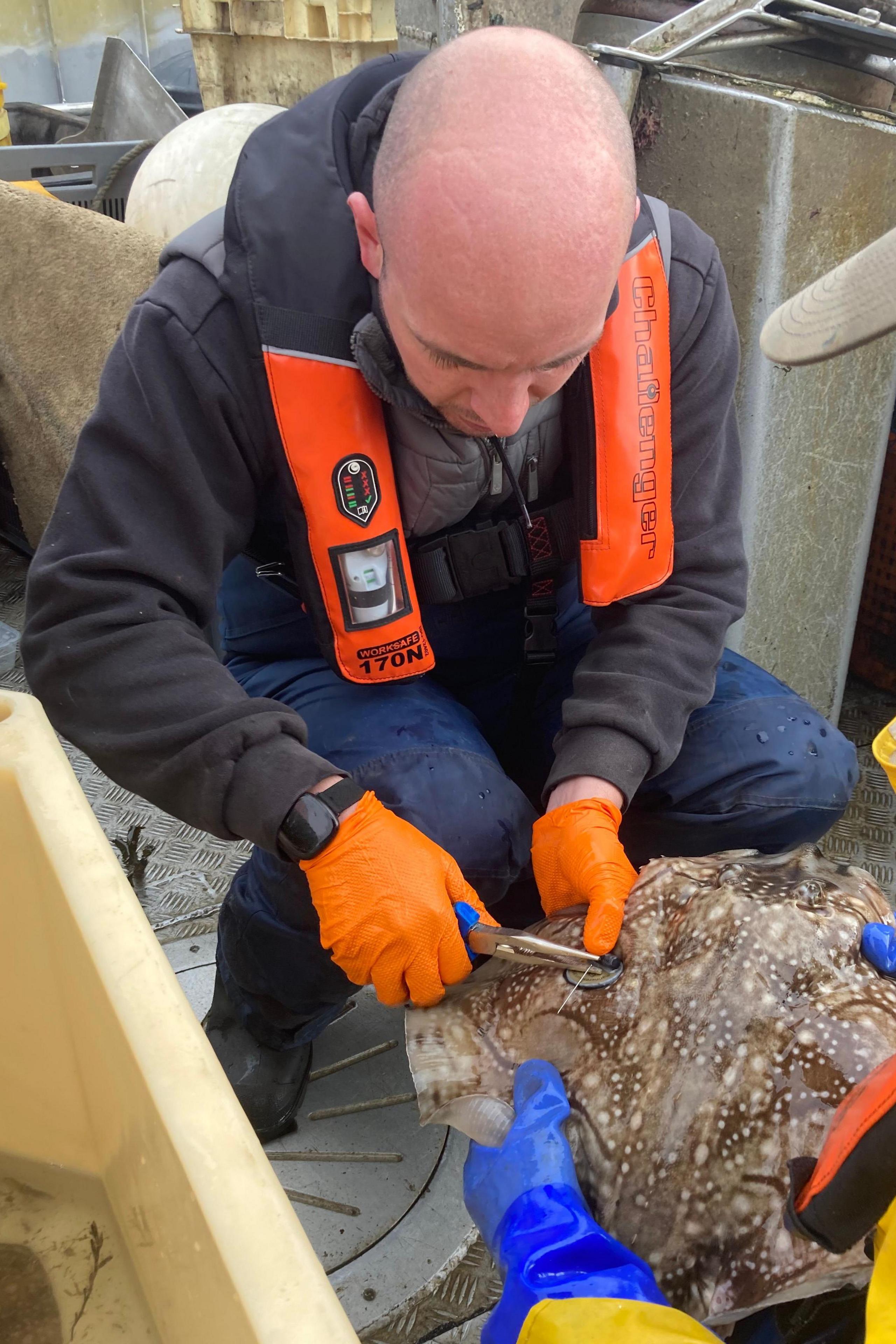 Rees Monet is crouching over a skate which someone wearing blue gloves is holding towards him. Mr Monet has a pair of pliers which he is holding near to the skate's mottled skin. He is wearing a life vest and a pair of orange gloves.