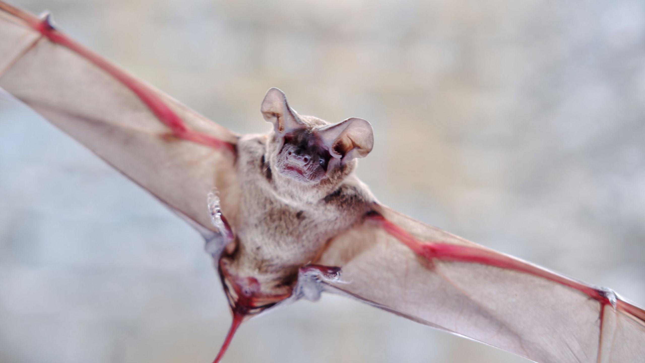 A mexican free-tail bat flying through the ground 