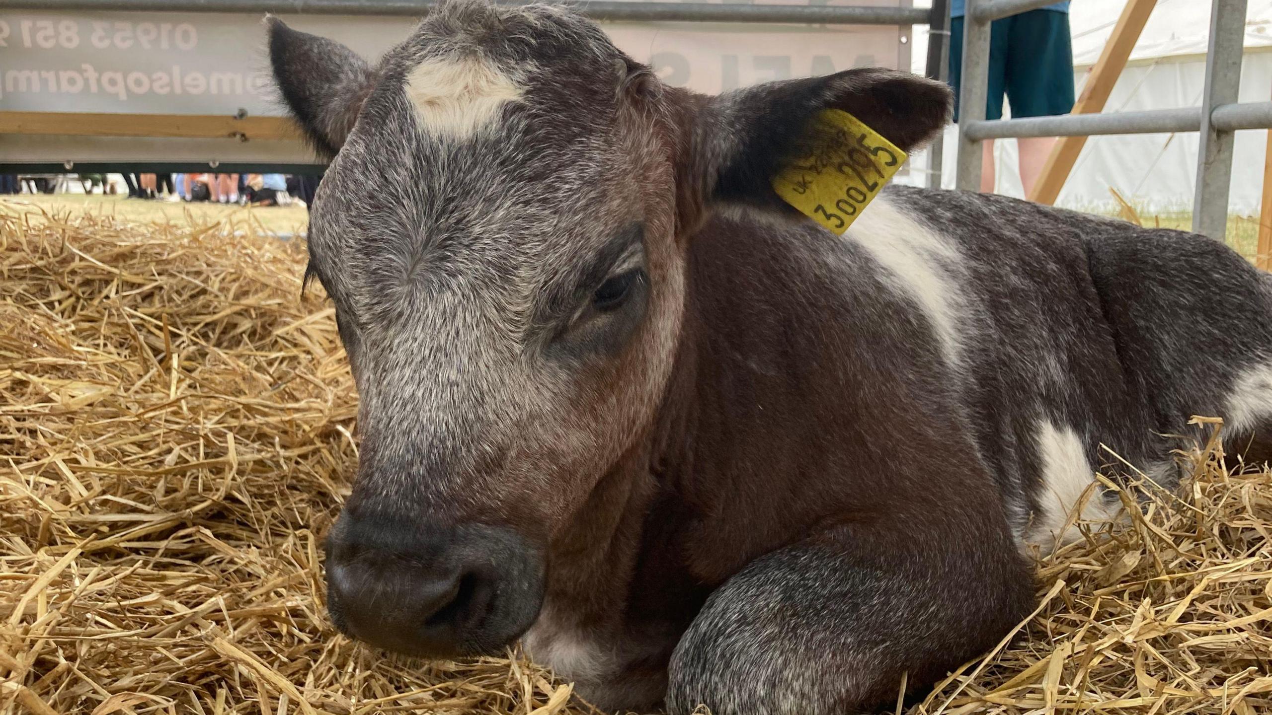 A black and white calf laying on straw in an enclosure. 