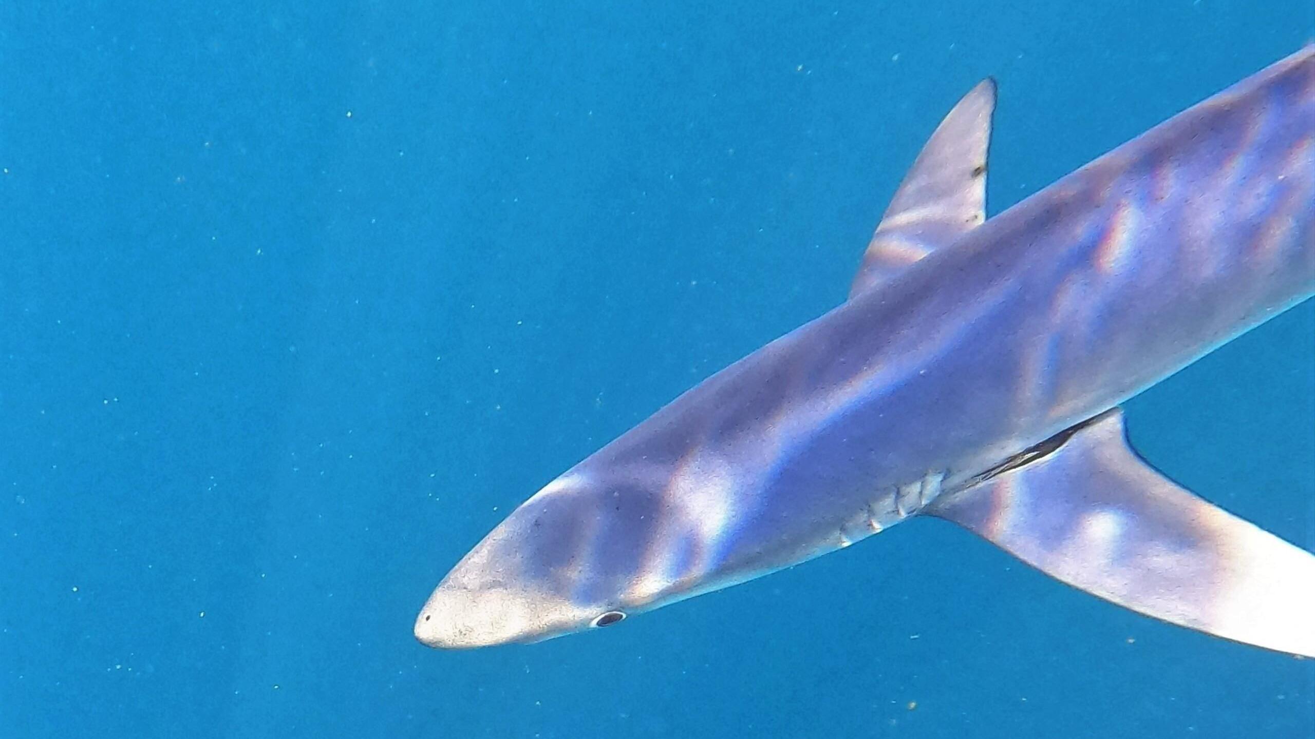 A blue shark swimming in water
