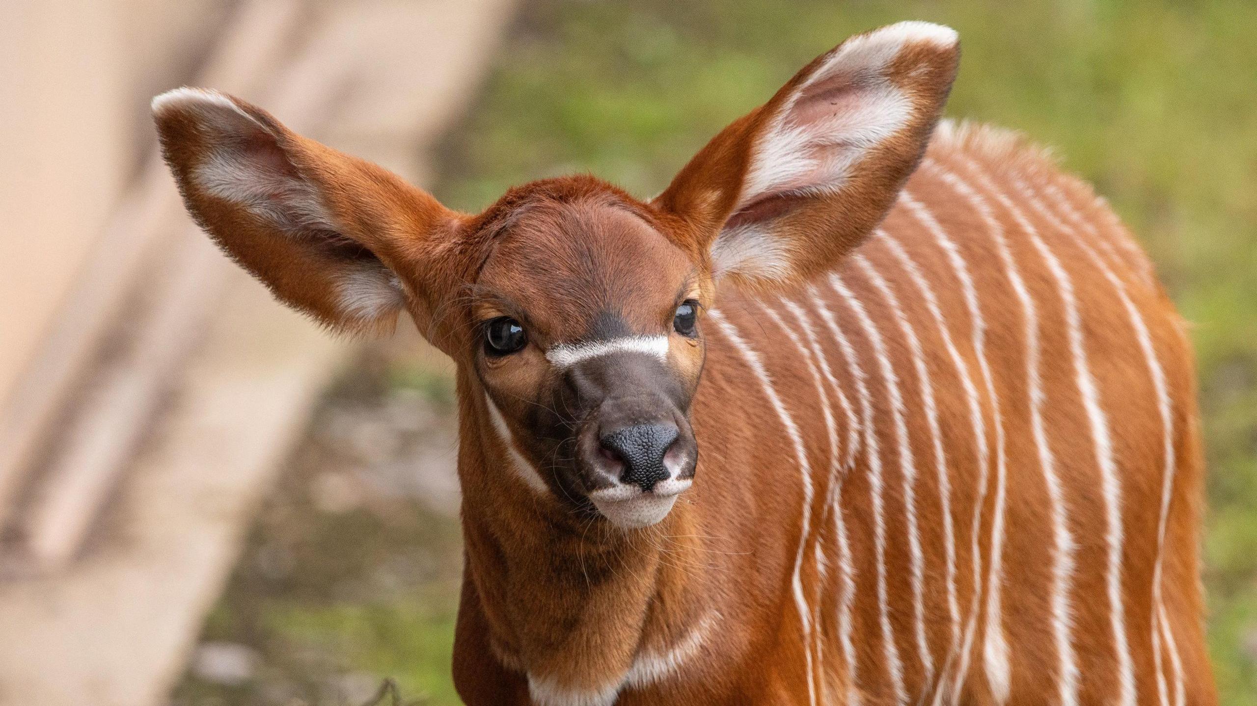 A chestnut and white striped mountain bongo calf 