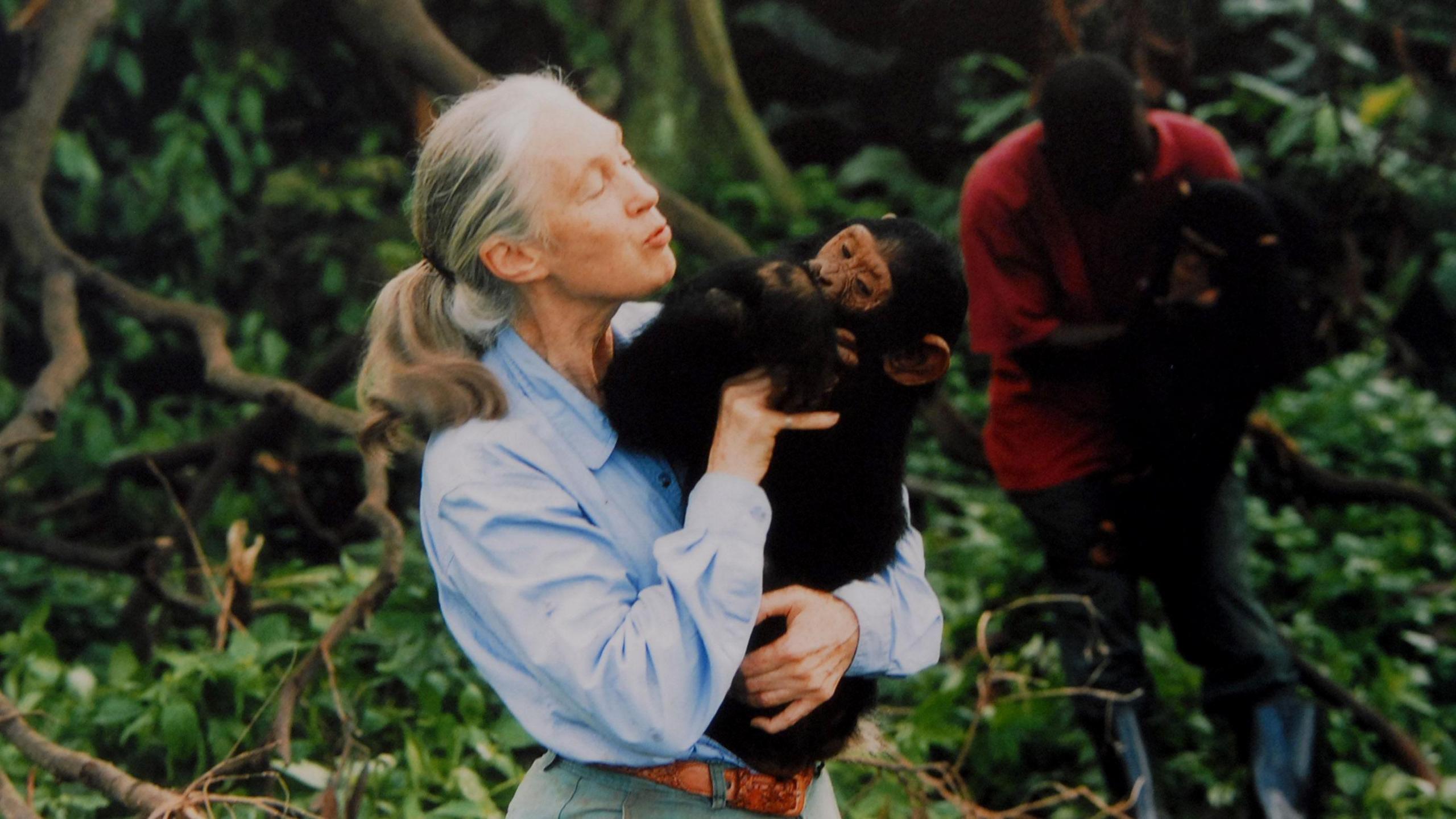 Jane Goodall pictured holding a chimpanzee in her arms in a rainforest scene in 1995