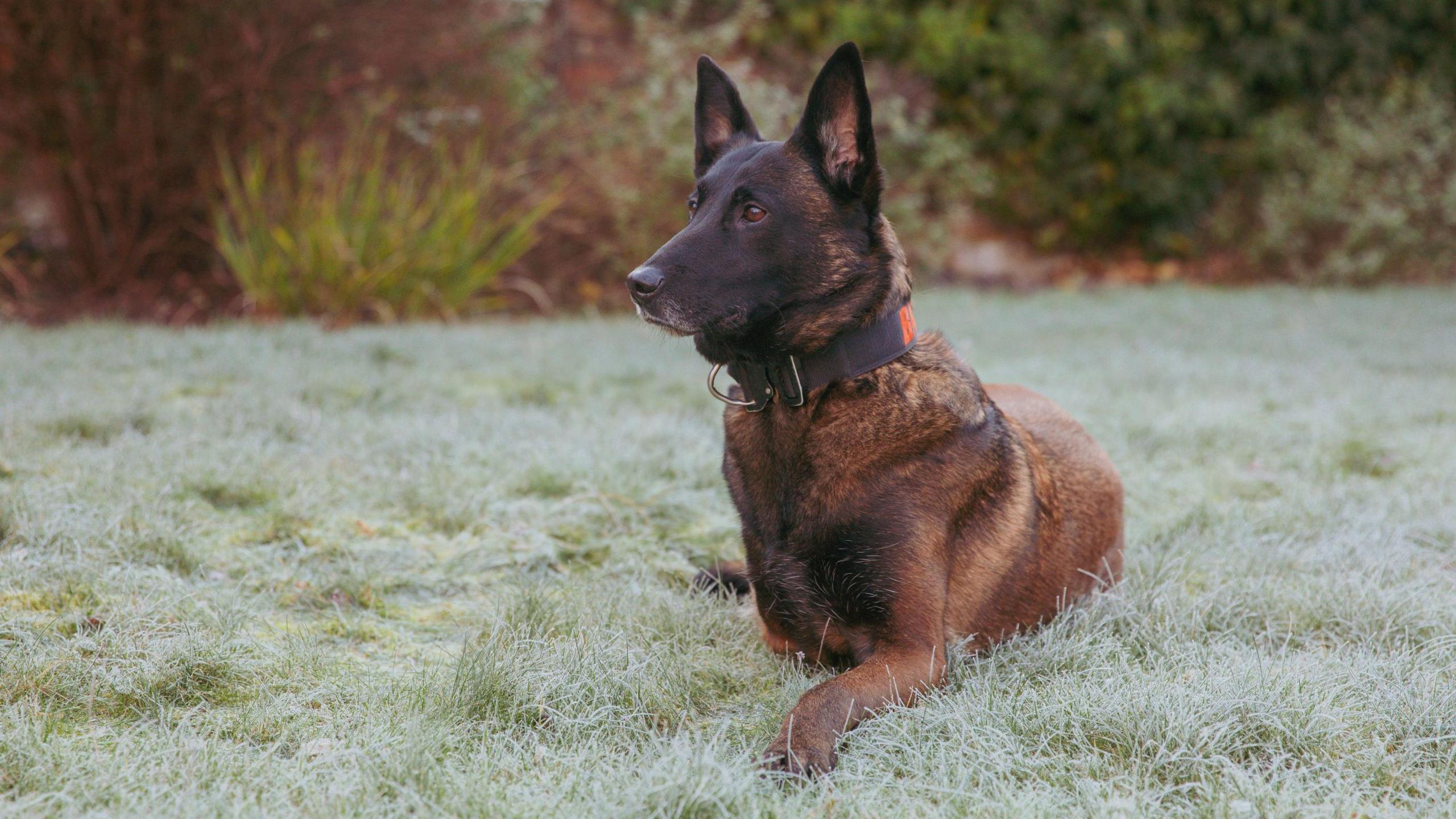 Baloo ex-police dog 