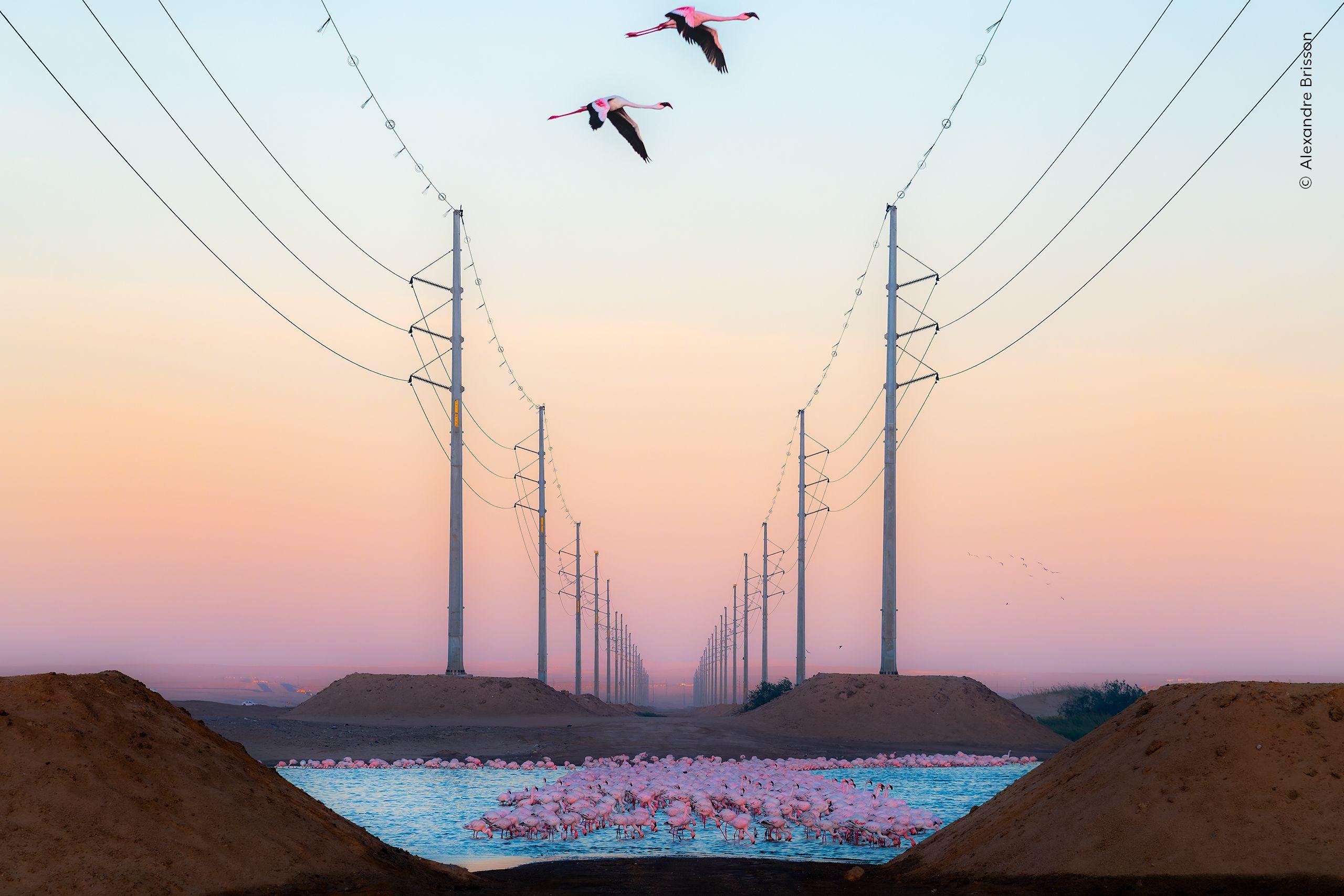 A group of flamingos stand below some power lines, with a pinky orange sky in the background