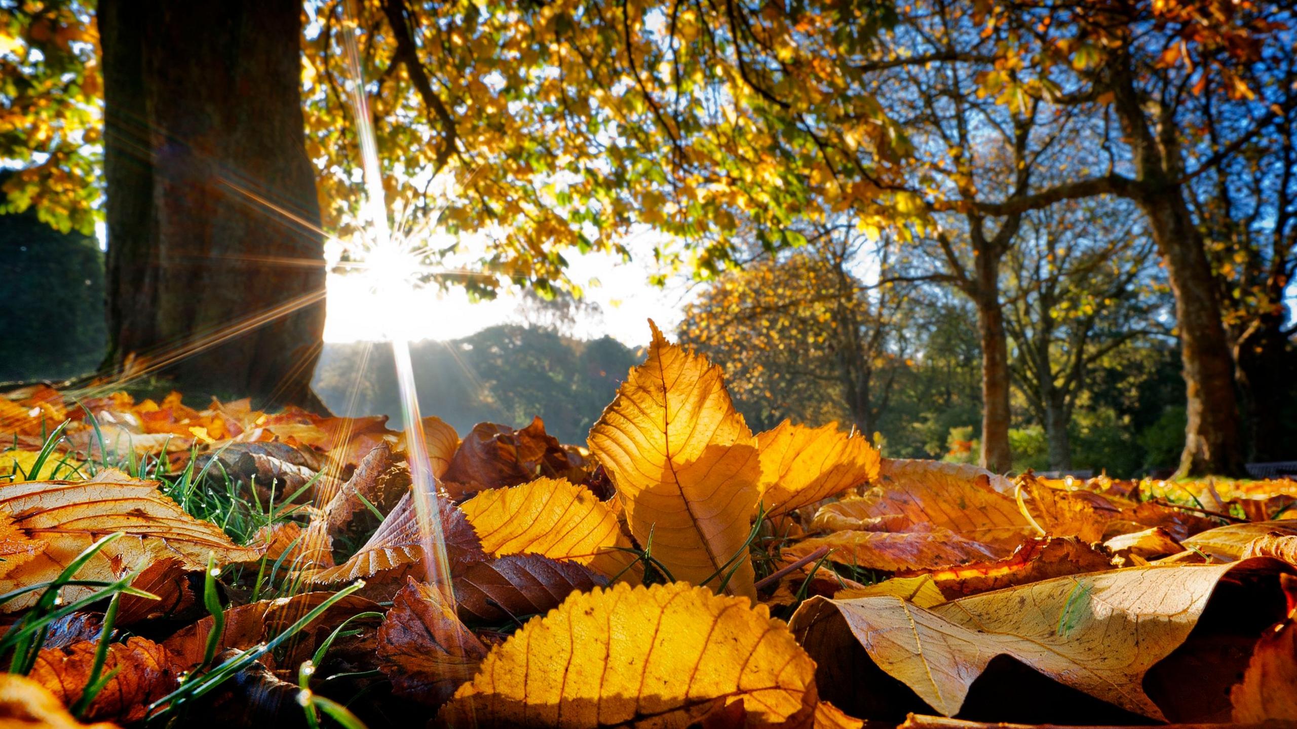 Autumn leaves and trees with sun shining through 