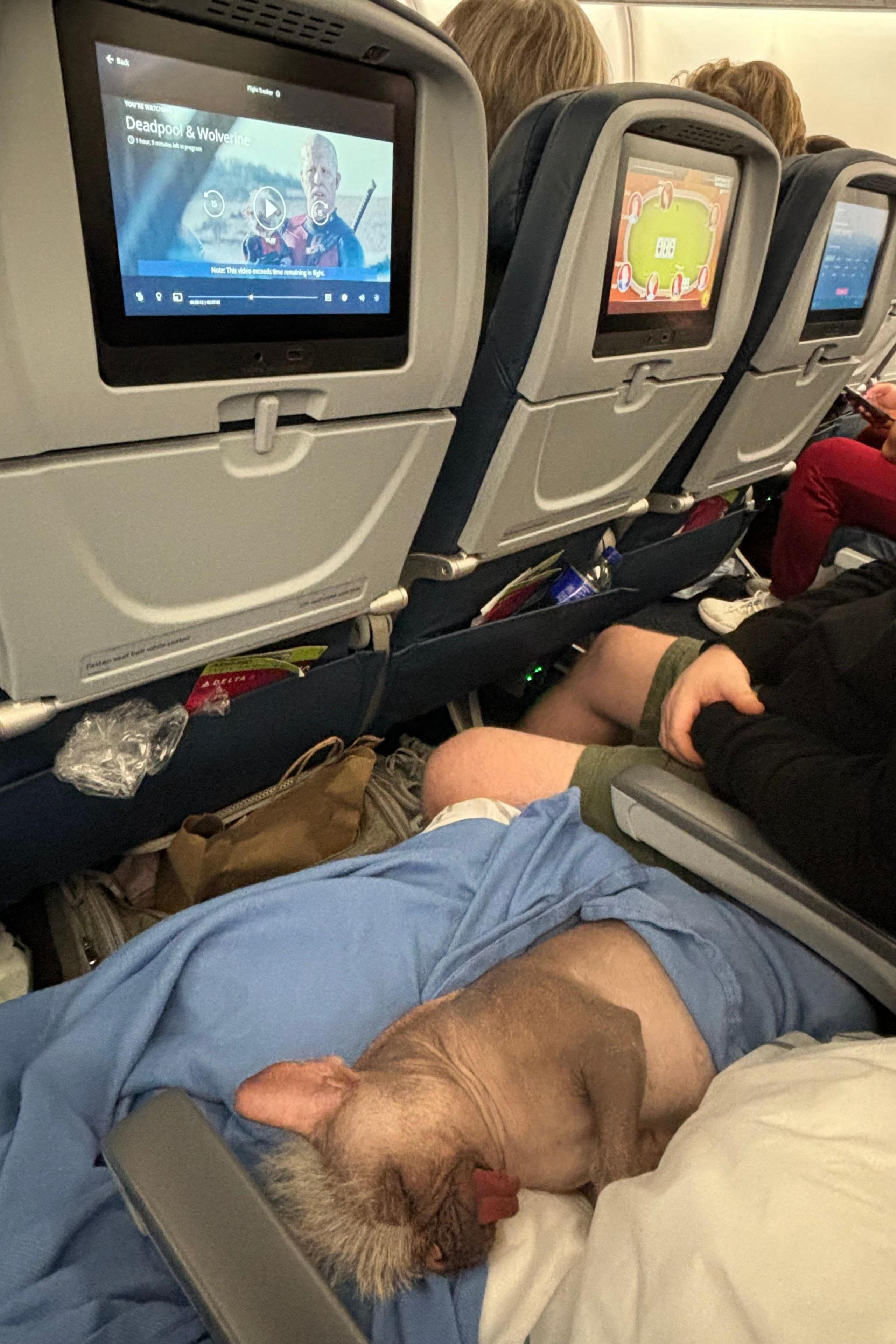 Peggy is asleep on a plane seat with her tongue hanging out her mouth. She is lying on a blue blanket. The seat in front of her has an inbuilt TV screen showing a scene from the Deadpool & Wolverine film.