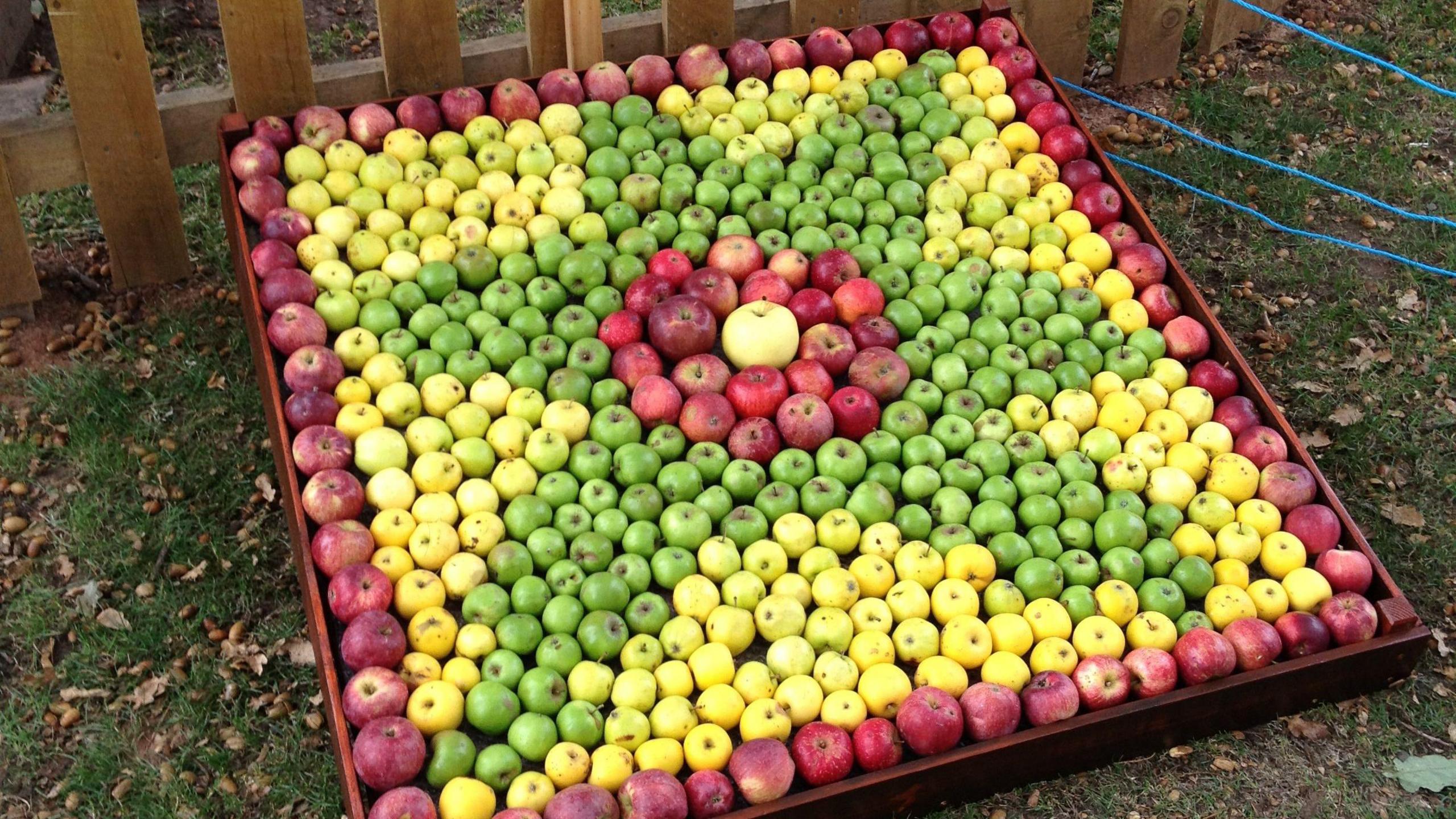 A decorative display has been created using different colours of apples to make a circle inside a star. The display was created by Tenbury Wells Scouts from a drawing by a pupil at Tenbury Wells High School.