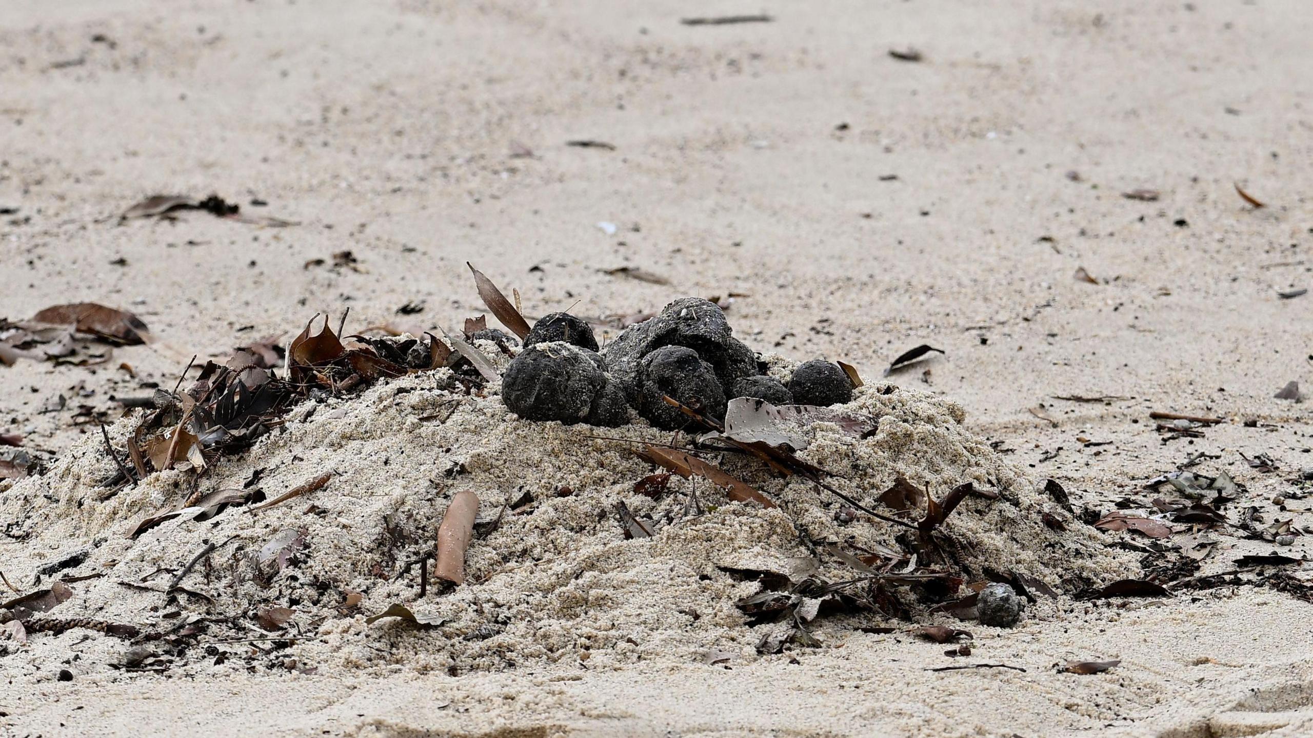 Several black balls on a mound of sand, surrounded by other beach debris like dried seaweed and sticks.