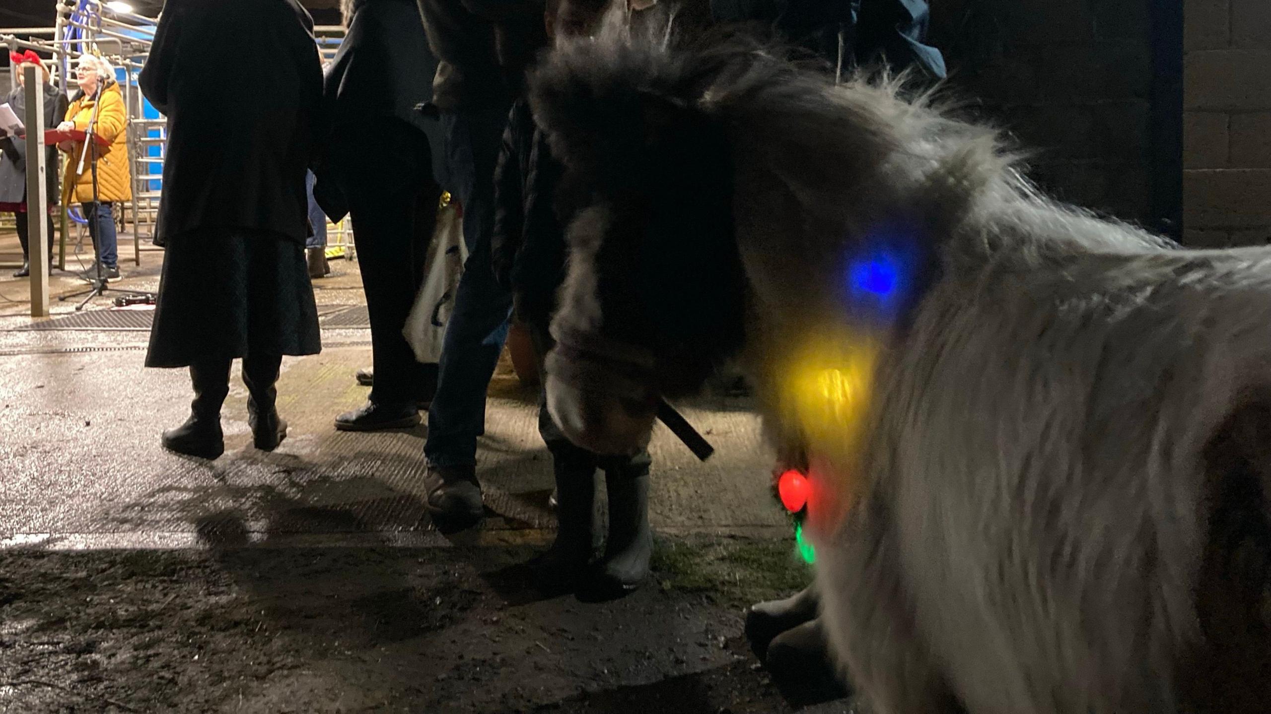 People by a barn with a Shetland Pony 