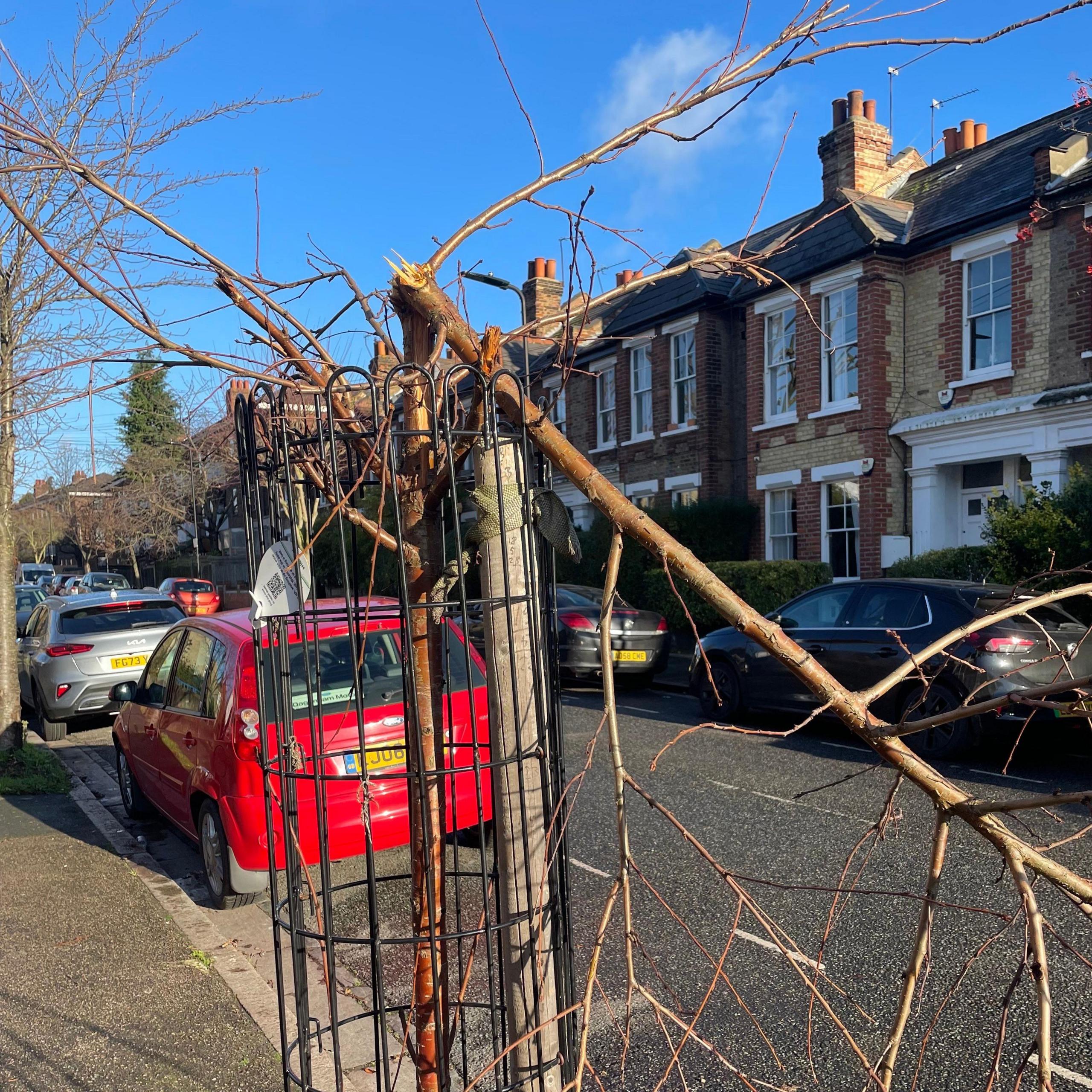 Snapped branches bend down on a young tree covered with black grating on its lower bark, on a road in the borough of Hackney. A parked red car is visible in the background