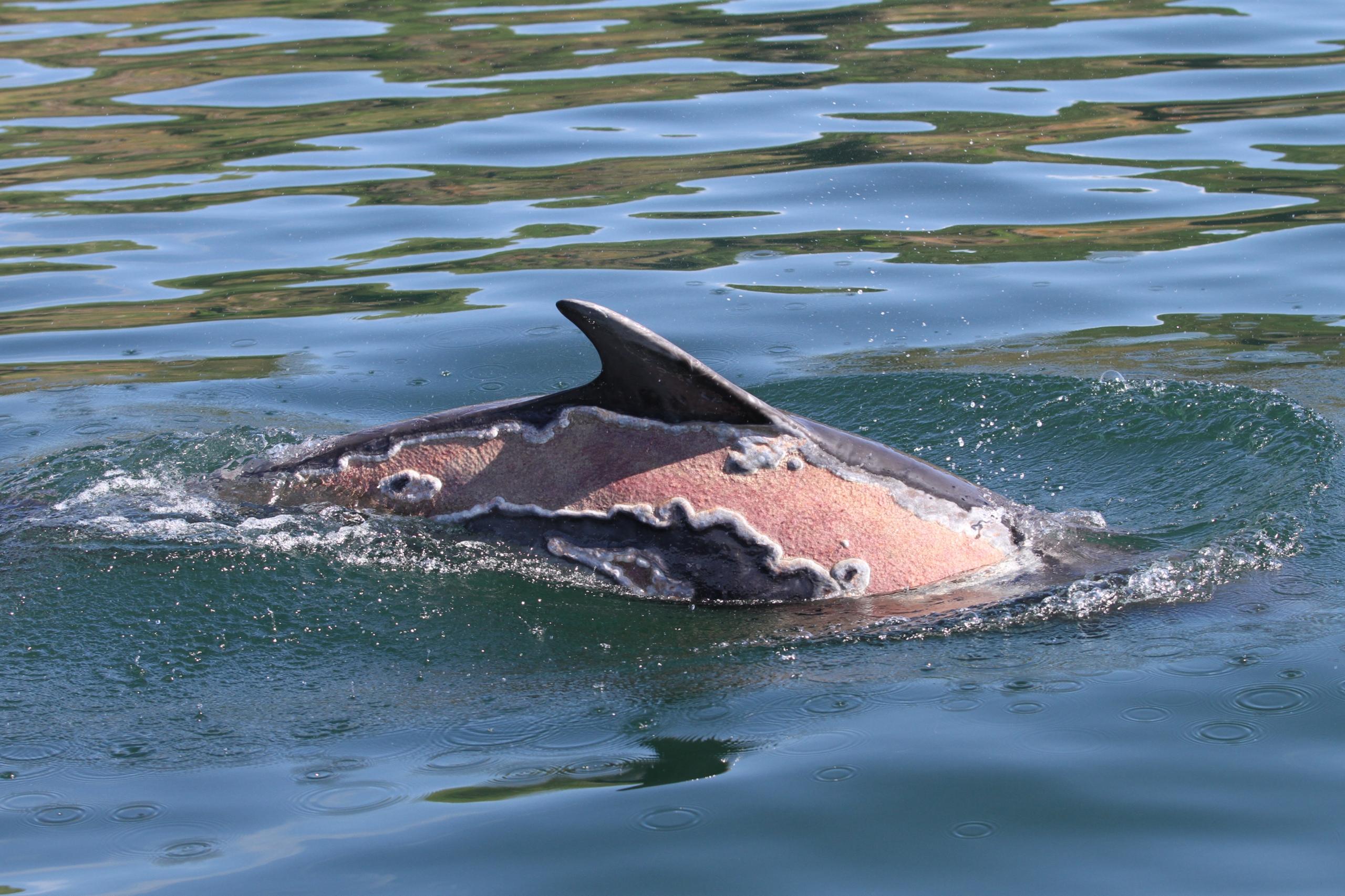 Sunburned dolphin Spirtle