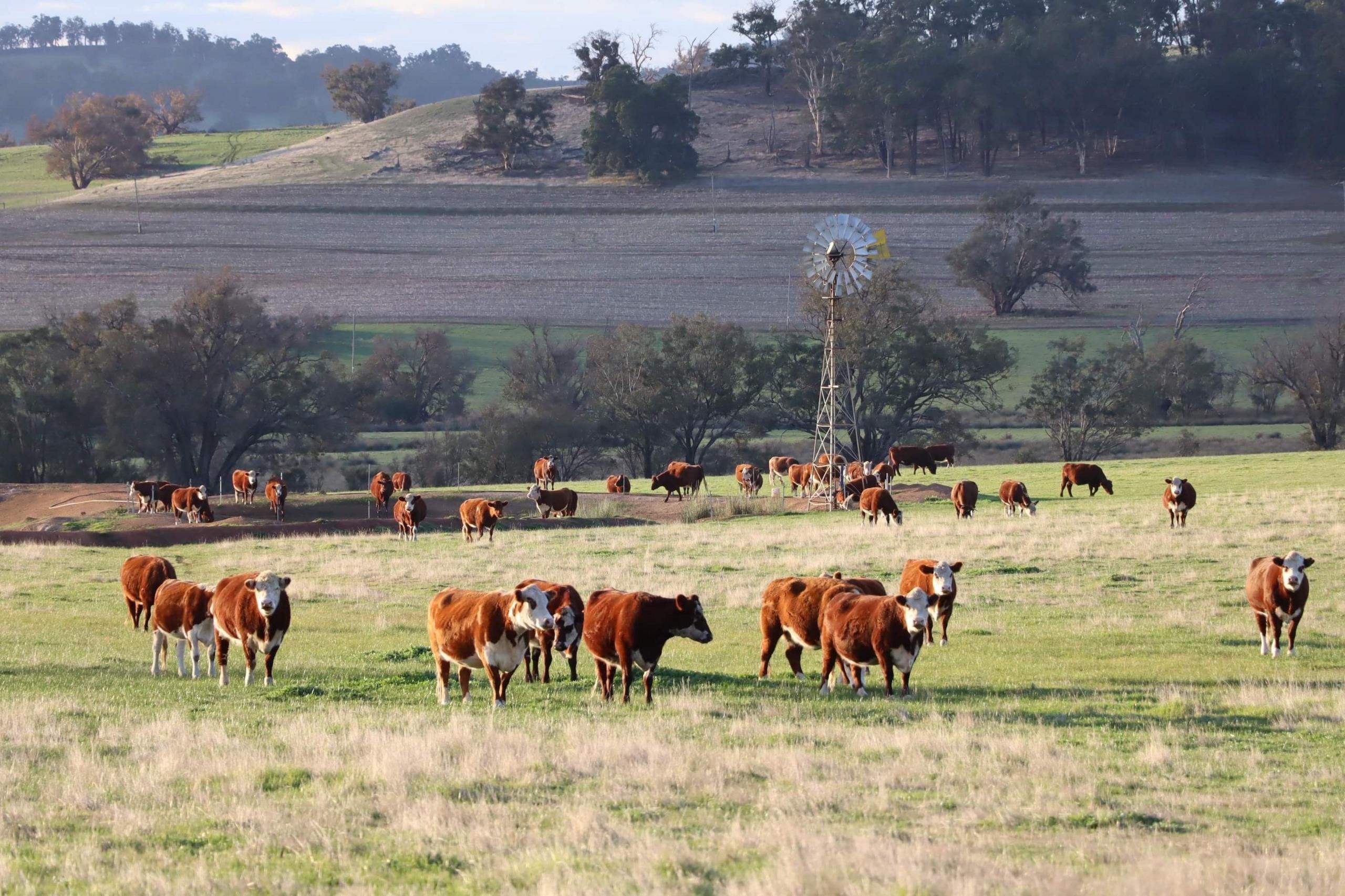 Australian farm