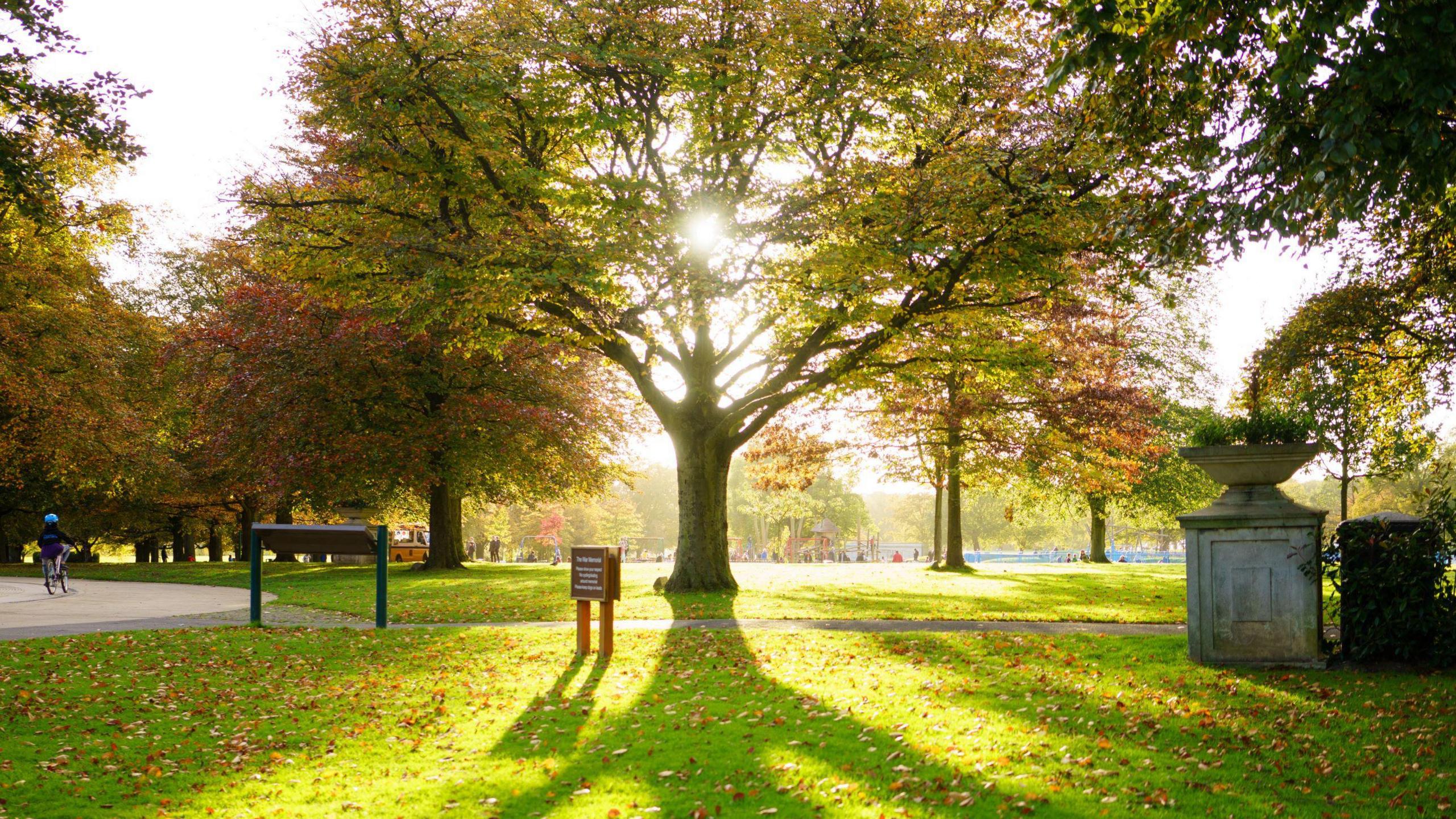 A large tree in a park with sun shining through the leaves