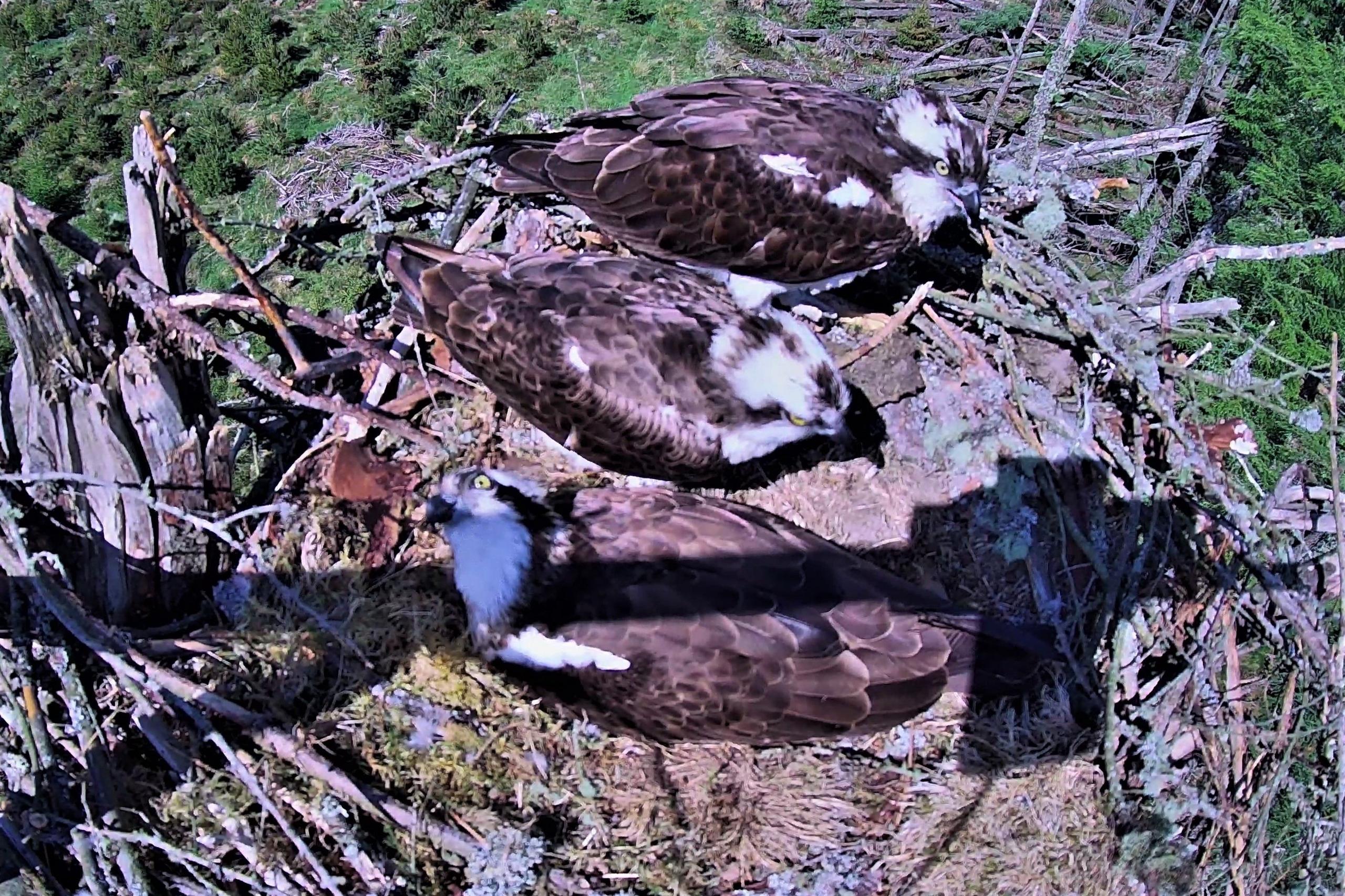 Three ospreys in a mossy nest made of twigs and branches sit comfortably together with two of them standing while one sits to incubate the eggs underneath it
